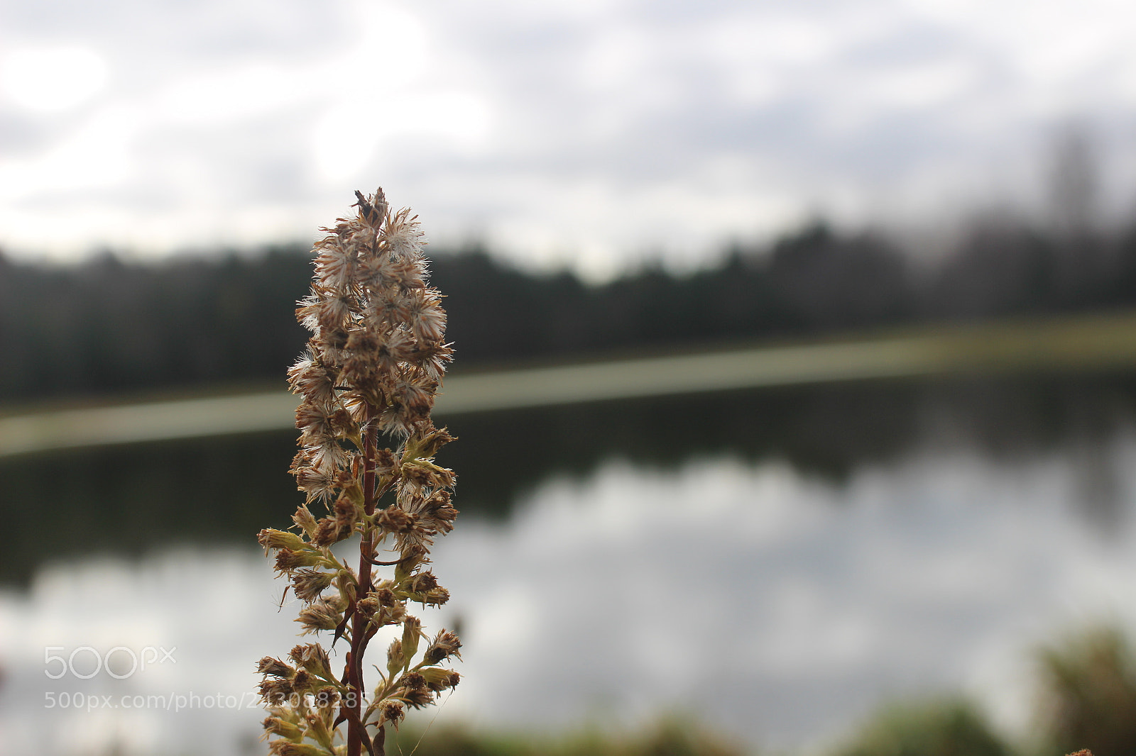 Canon EOS 100D (EOS Rebel SL1 / EOS Kiss X7) sample photo. Lake view photography