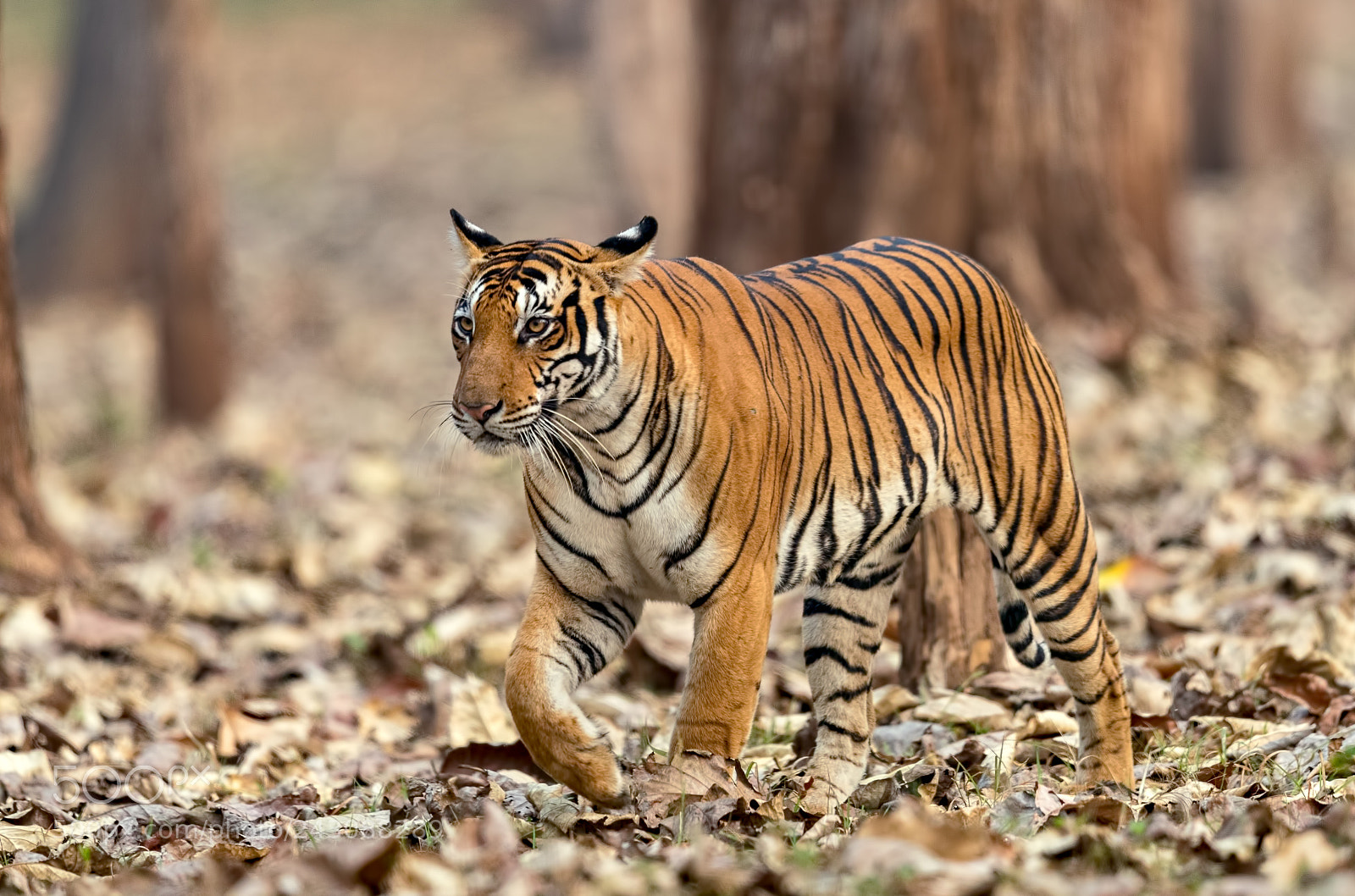 Canon EOS-1D X Mark II sample photo. Tigress photography