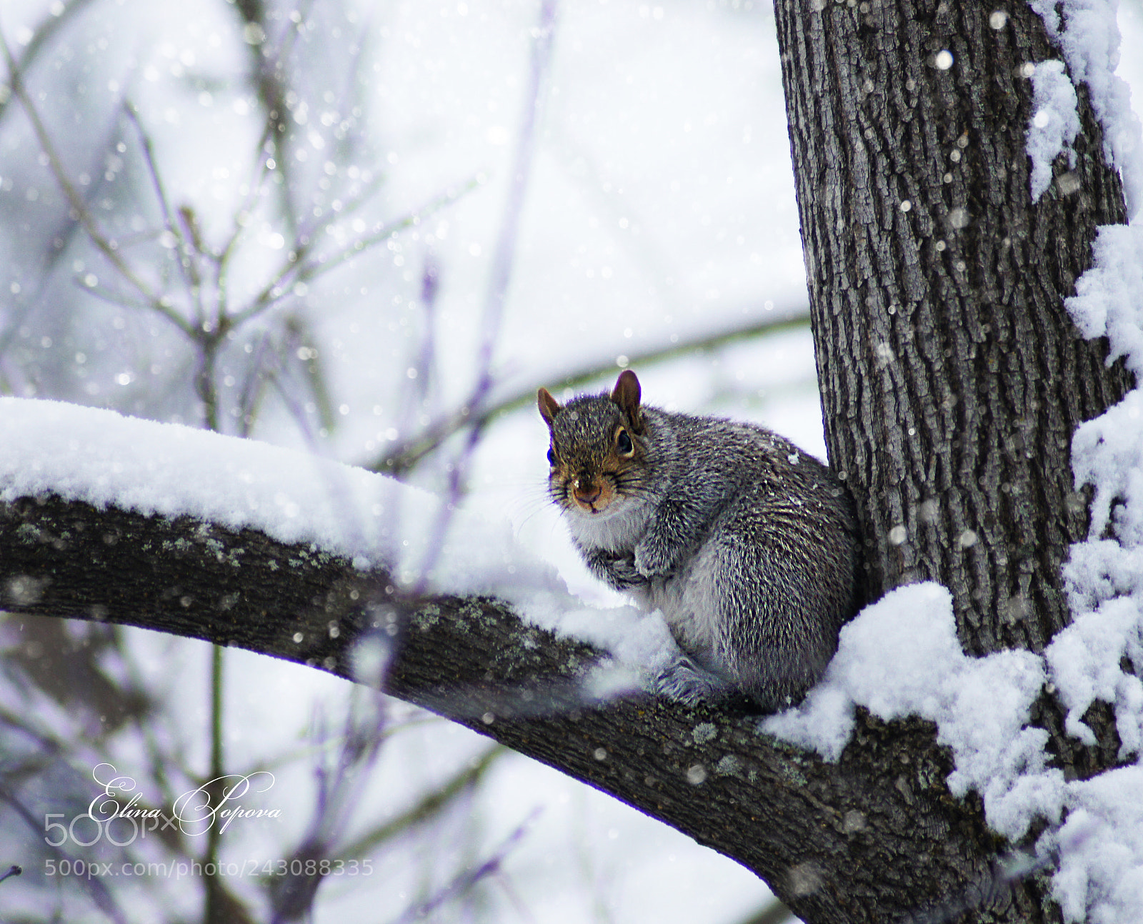 Sony SLT-A55 (SLT-A55V) sample photo. *** photography