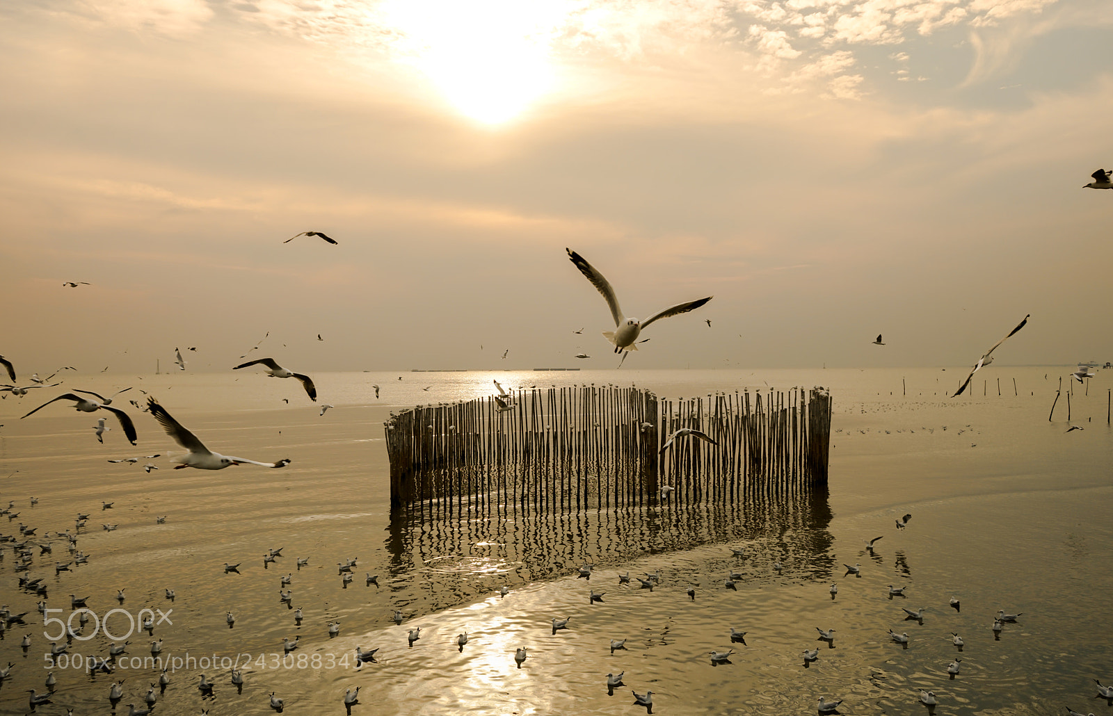 Sony a7 II sample photo. Seagulls flying over the photography