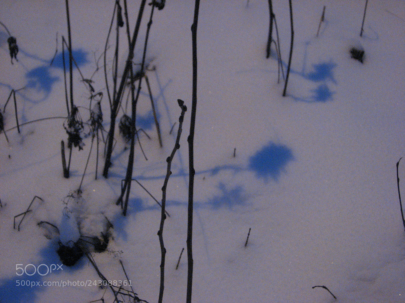 Canon POWERSHOT S3 IS sample photo. Blue shadows photography