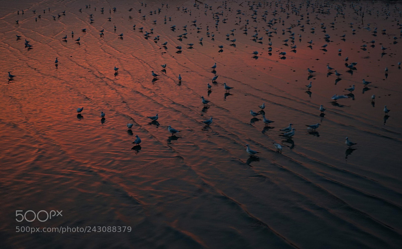 Sony a7 II sample photo. Seagulls flying over the photography