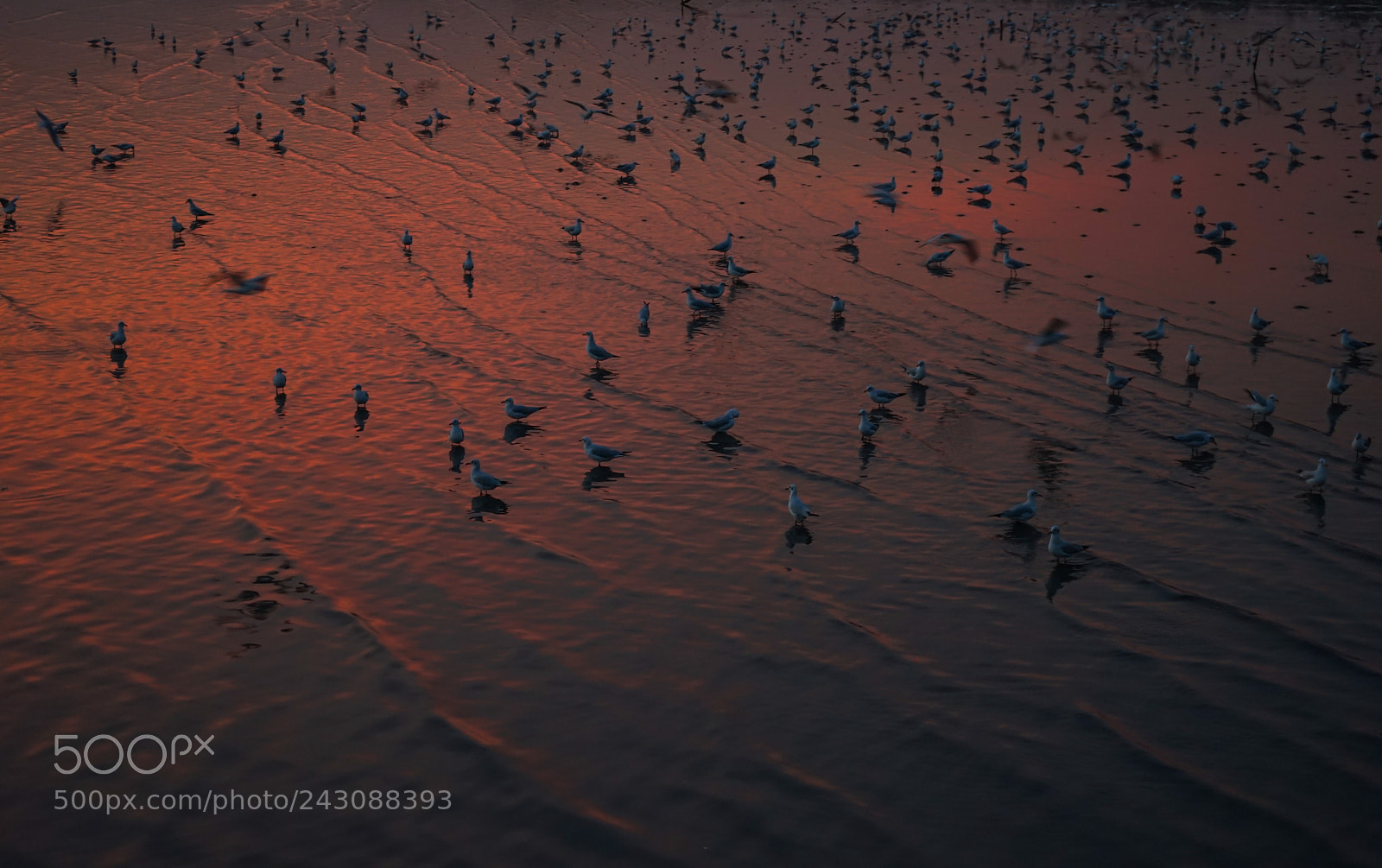 Sony a7 II sample photo. Seagulls flying over the photography