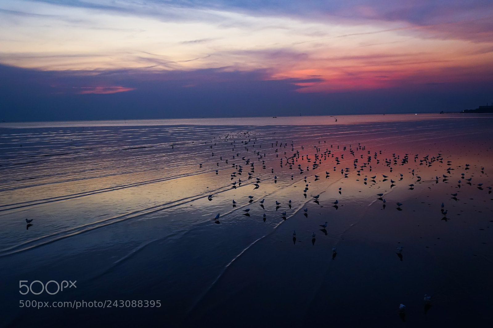 Sony a7 II sample photo. Seagulls flying over the photography