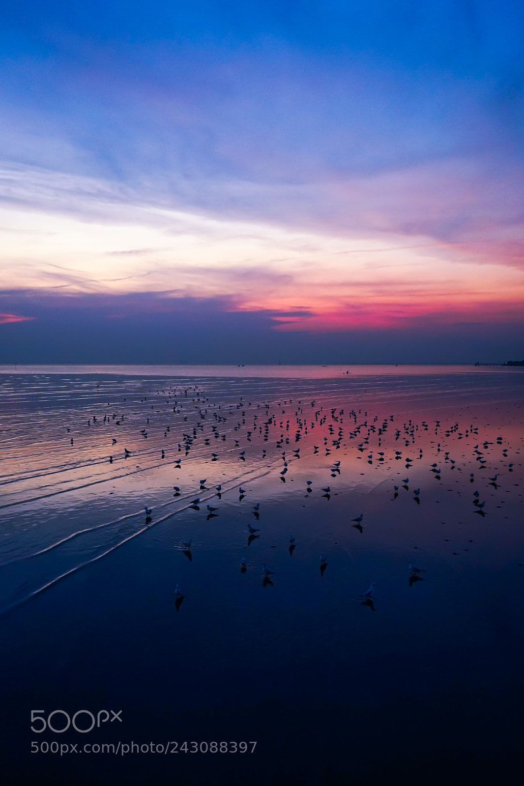 Sony a7 II sample photo. Seagulls flying over the photography