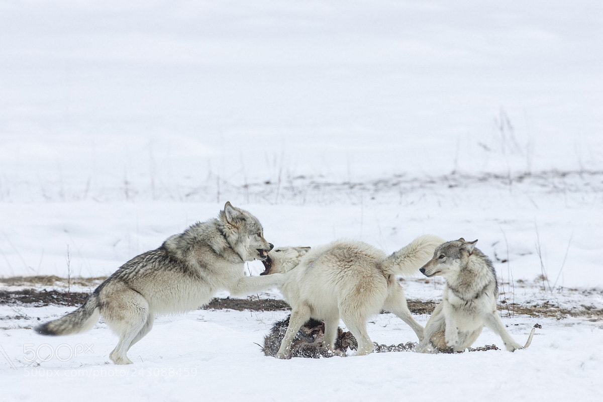 Canon EOS-1D Mark II sample photo. Wolves in yellowstone feeding photography