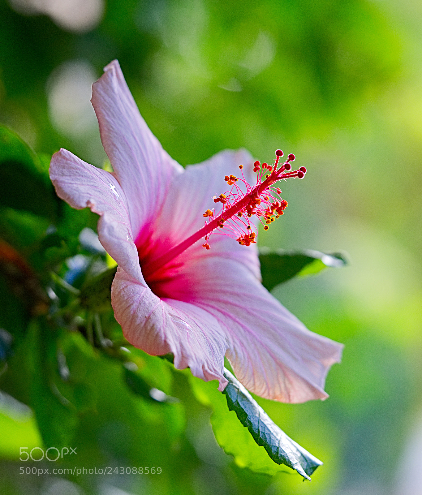 Olympus OM-D E-M10 II sample photo. Israel nature photography