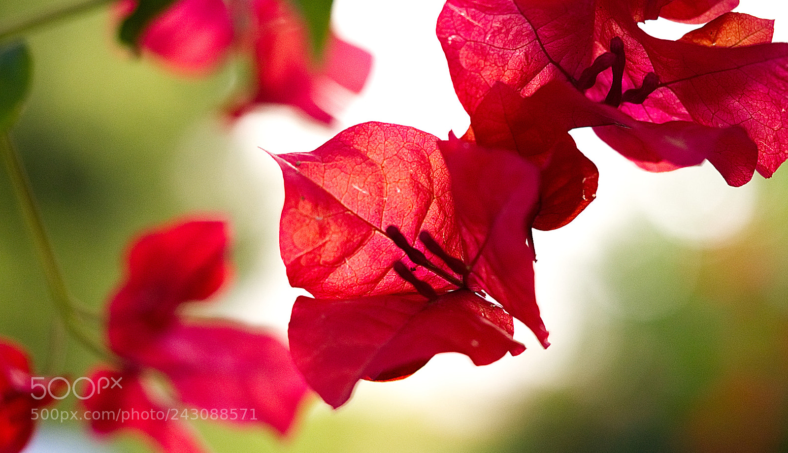 Olympus OM-D E-M10 II sample photo. Israel nature photography