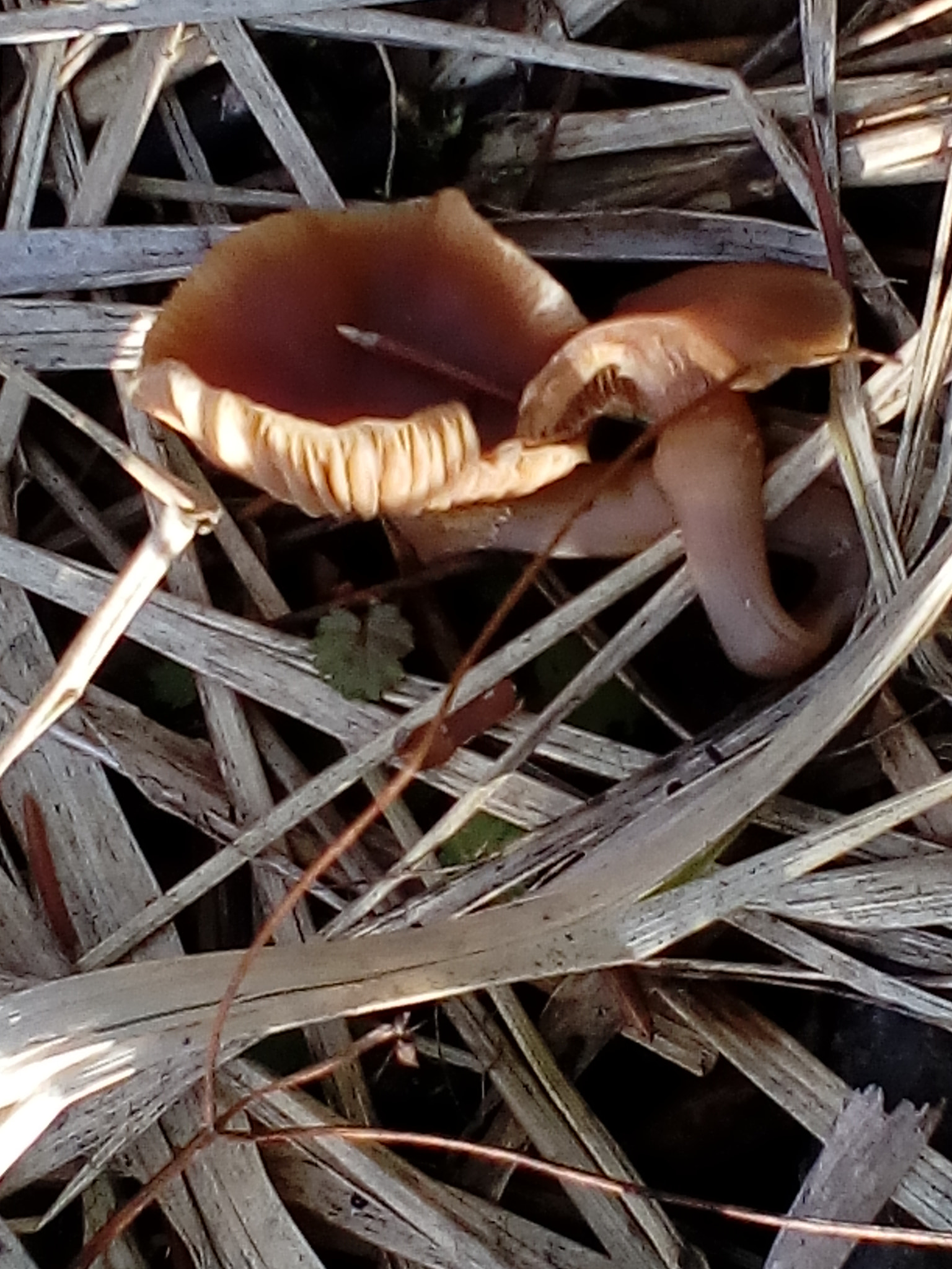 ZTE BLADE A510 sample photo