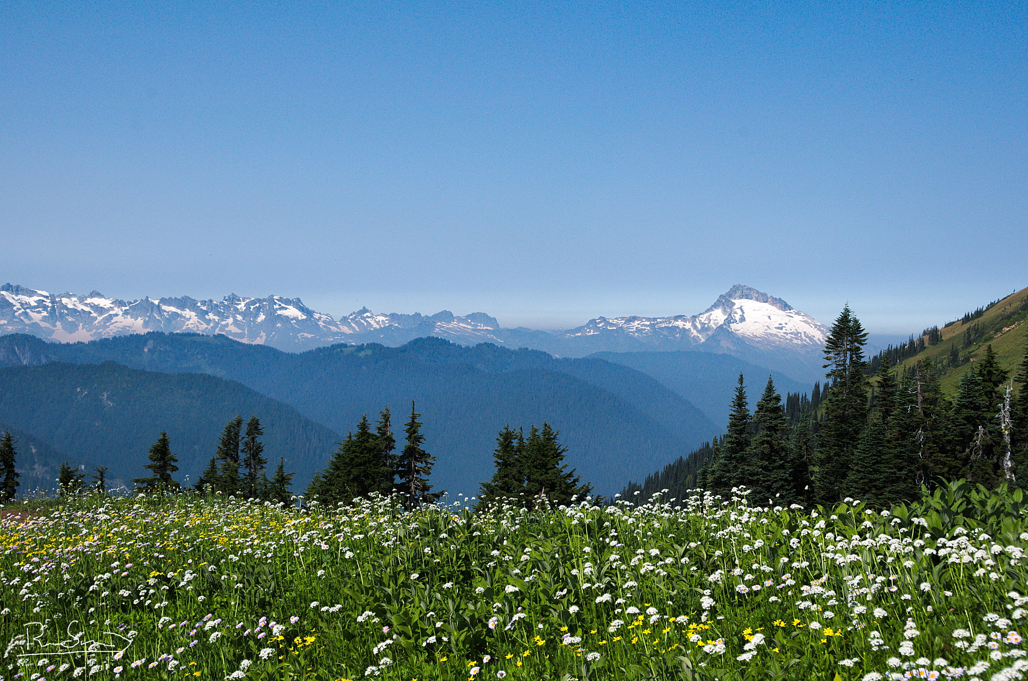 Nikon D300S sample photo. Wildflowers above white pass photography