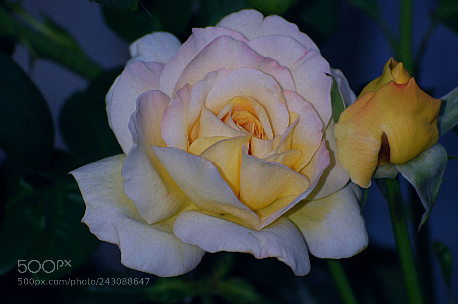 Nikon D40 sample photo. Untitled photography