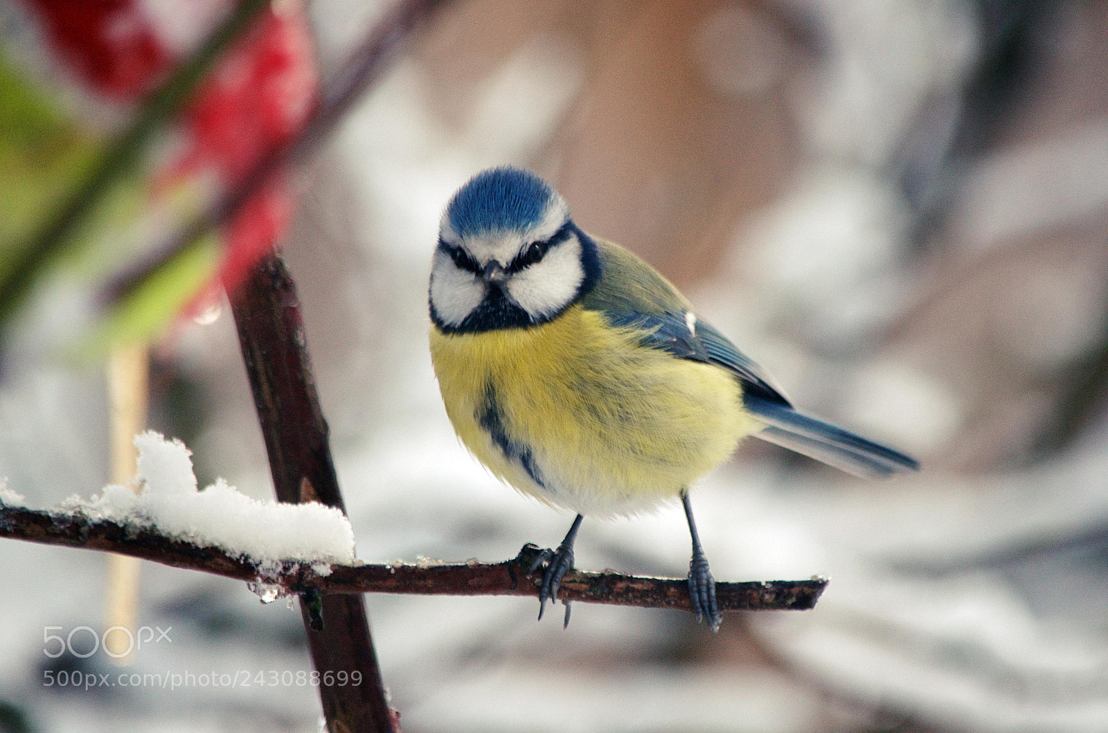 Nikon D5100 sample photo. Blue tit photography