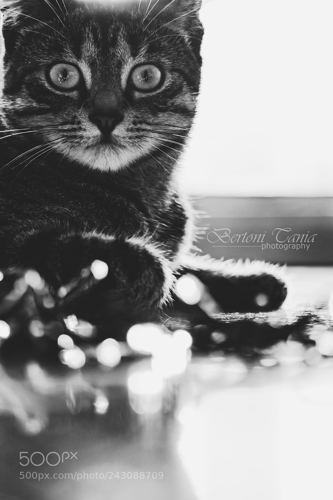 Canon EOS 1000D (EOS Digital Rebel XS / EOS Kiss F) sample photo. Untitled photography