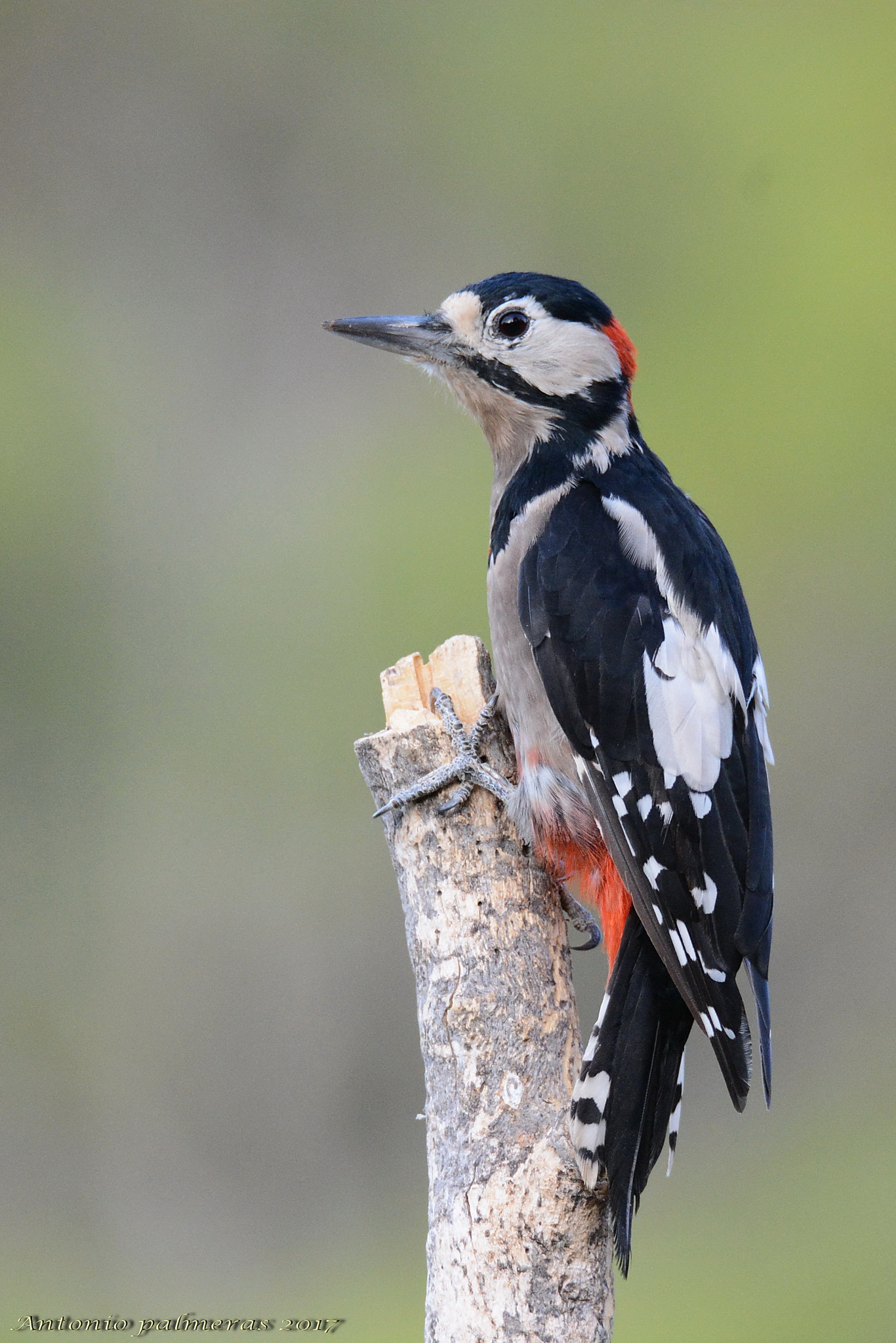 Nikon D7100 + Sigma 150-600mm F5-6.3 DG OS HSM | S sample photo. Pico picapinos (dendrocopos major) photography