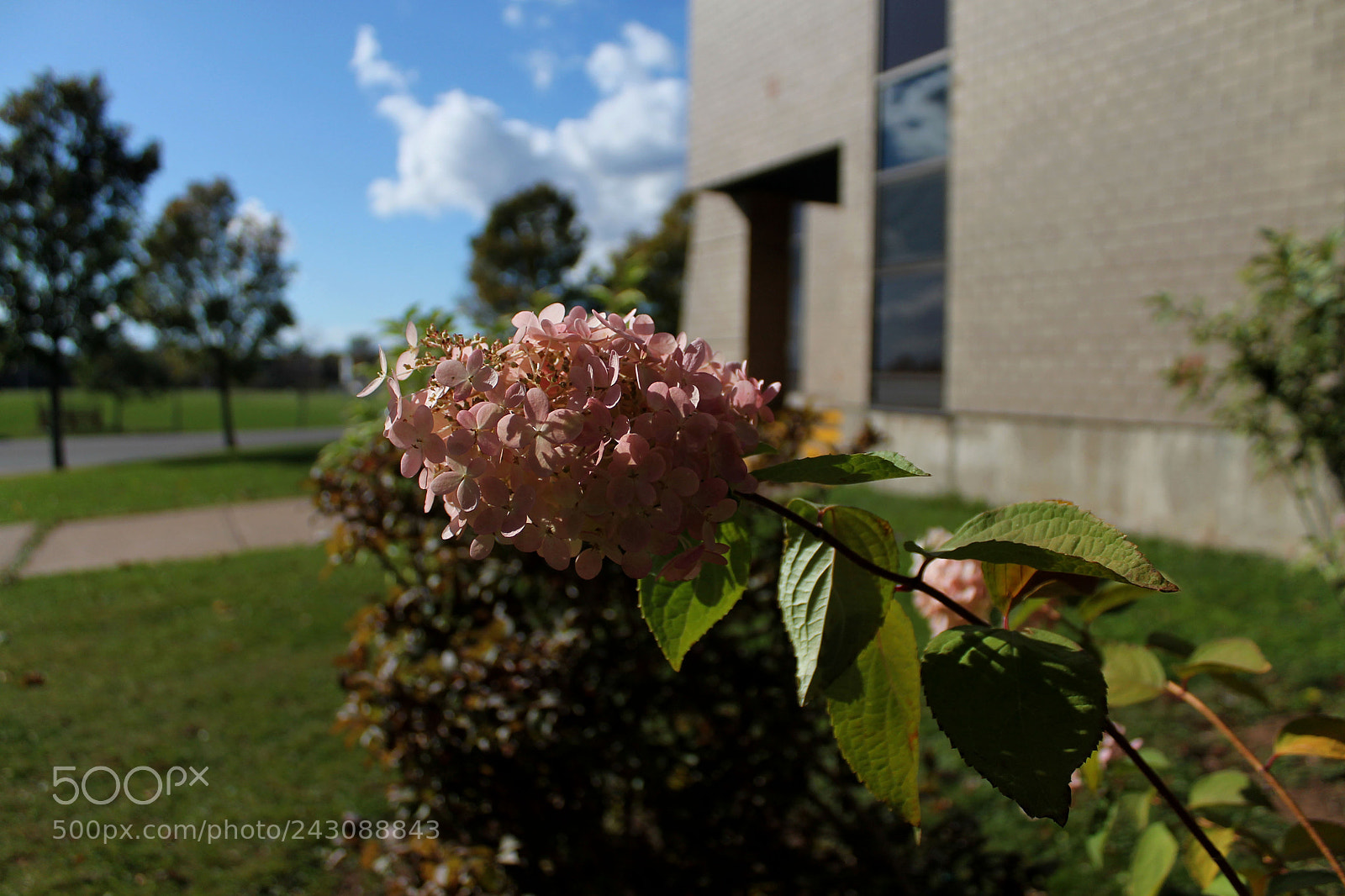 Canon EOS 1100D (EOS Rebel T3 / EOS Kiss X50) sample photo. What in carnation photography