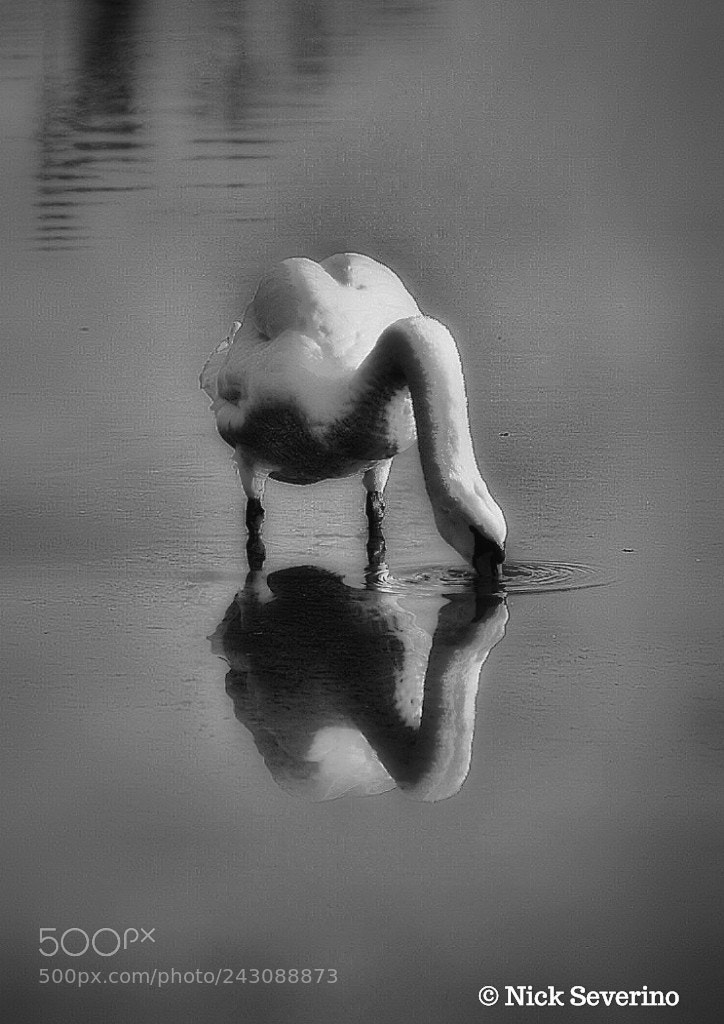 Sony a7R sample photo. Swan photography