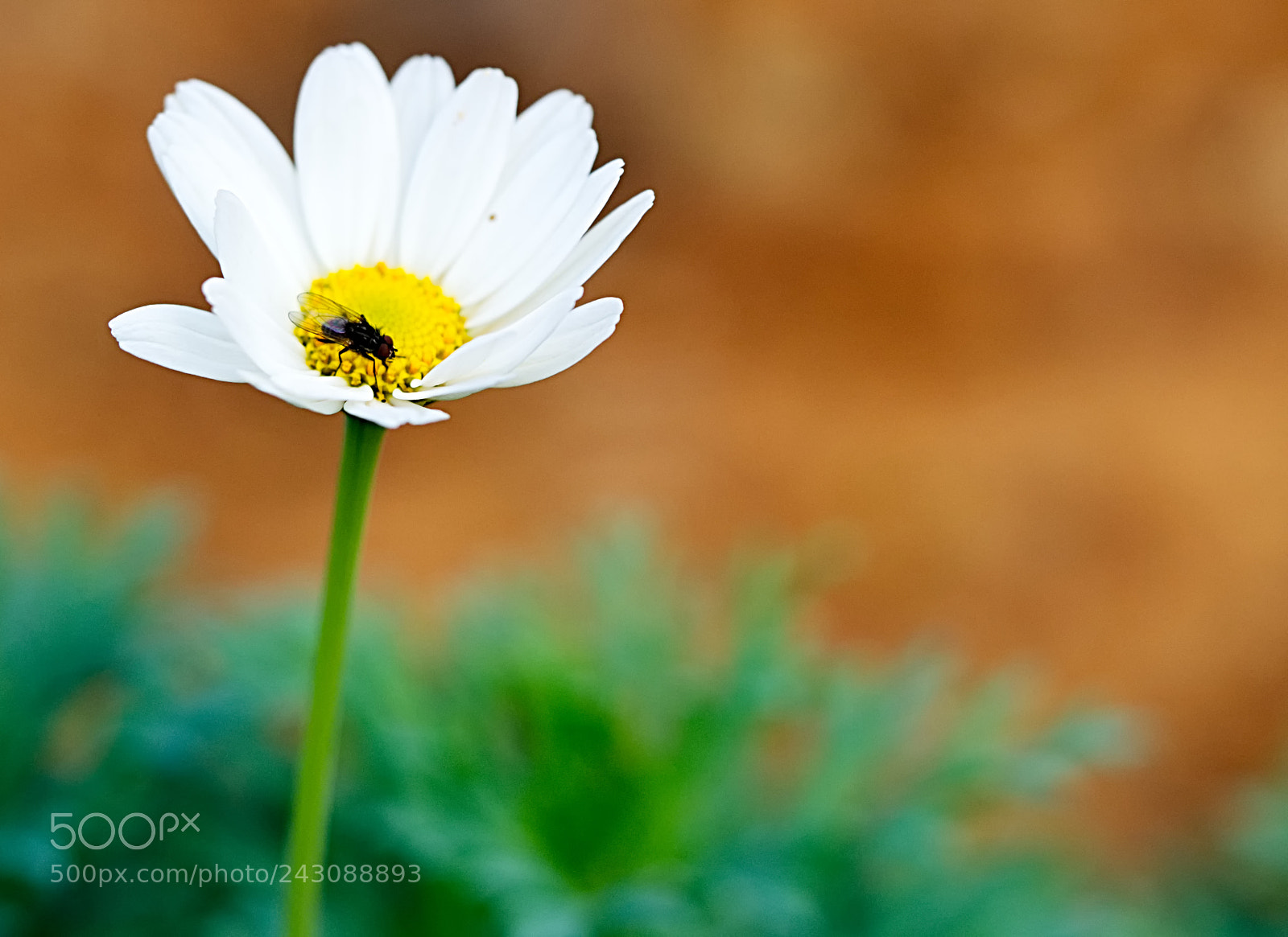 Olympus OM-D E-M10 II sample photo. Israel nature photography