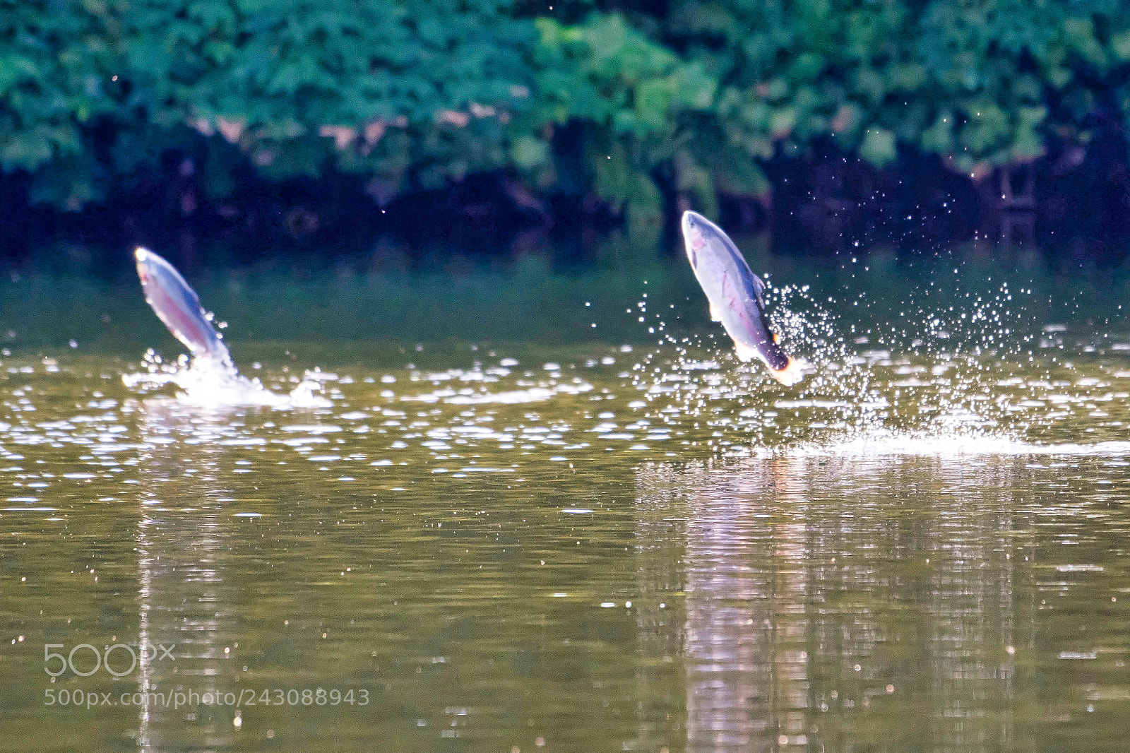 Nikon D7100 sample photo. Double trout photography
