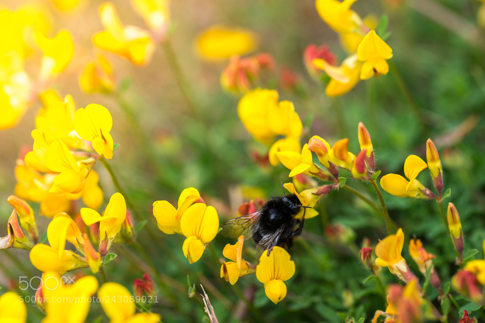 Nikon D800E sample photo. Bumblebee on a flower photography