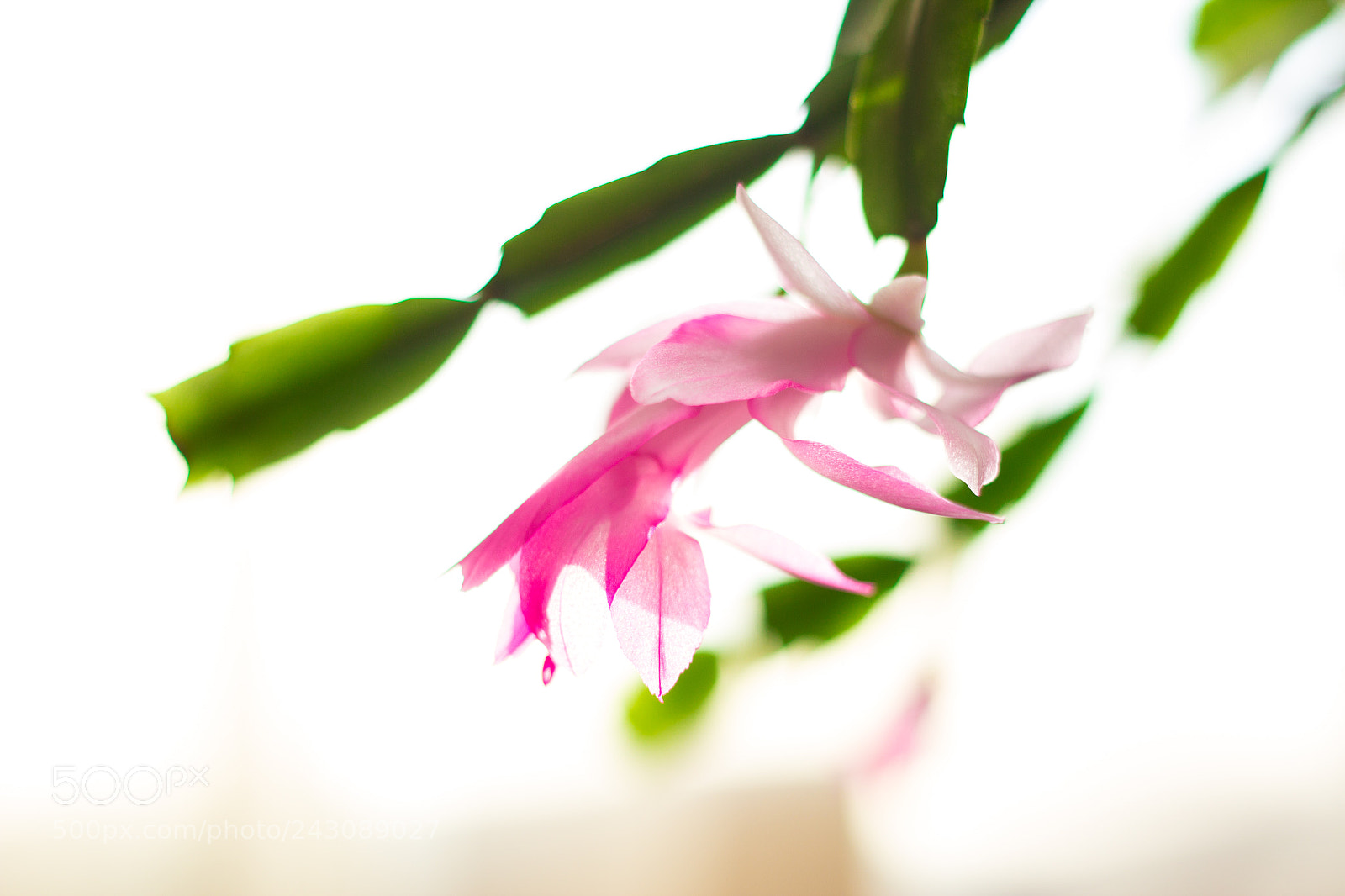 Canon EOS 600D (Rebel EOS T3i / EOS Kiss X5) sample photo. Legacy photography