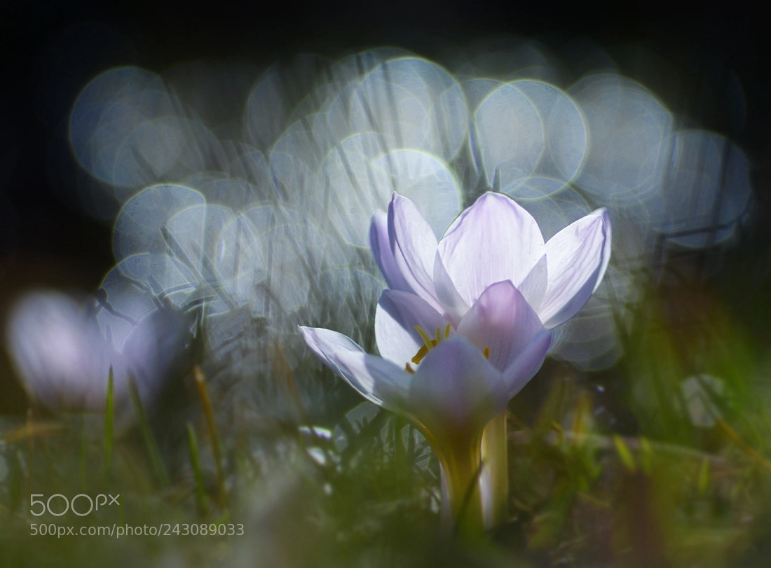 Nikon D7100 sample photo. Wild photography