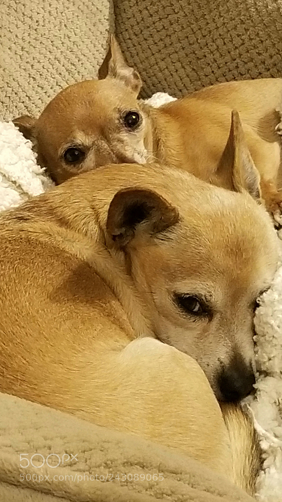 Samsung Galaxy S8 sample photo. Bear & snoopy photography