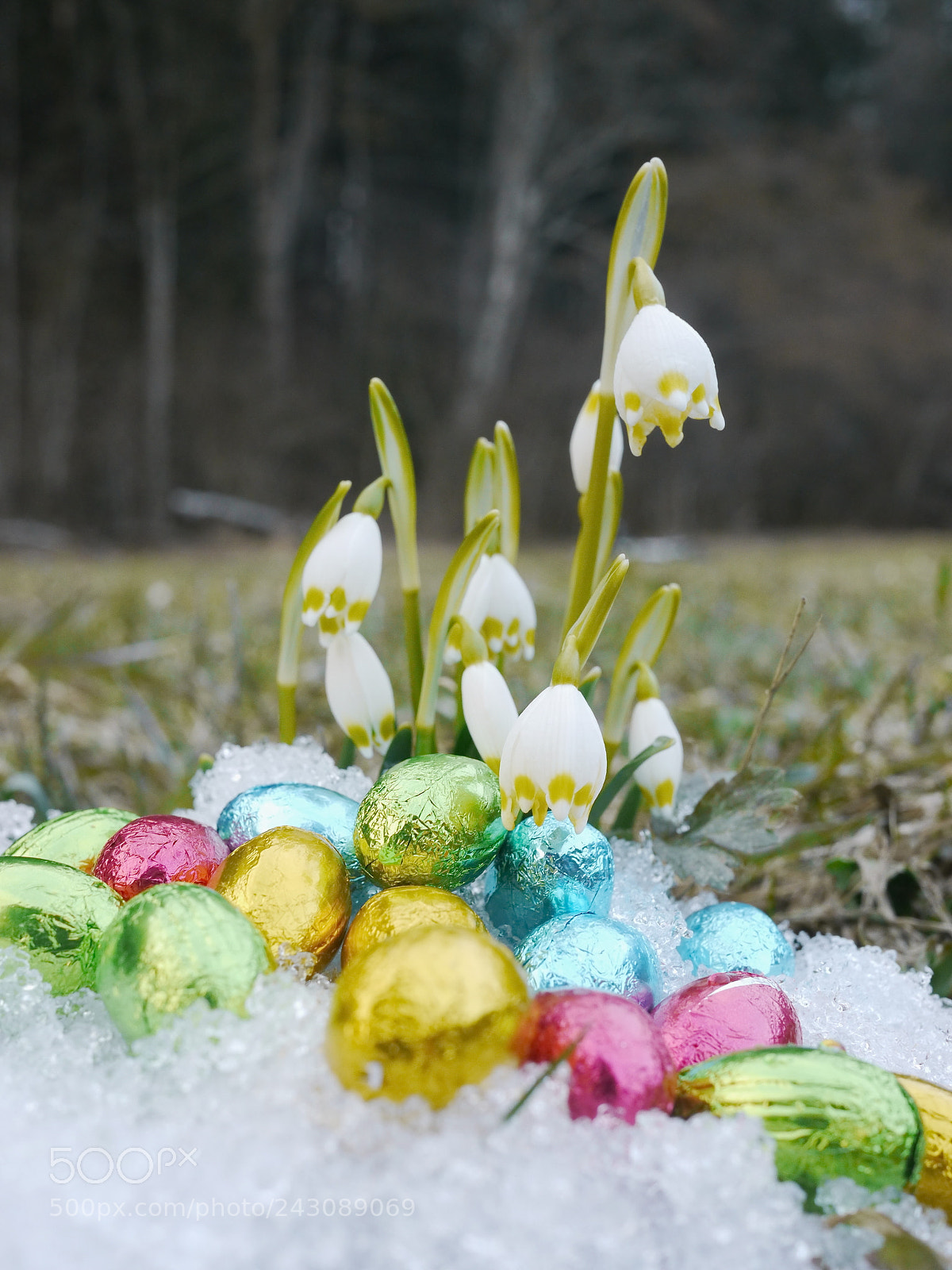 Panasonic Lumix DMC-GH2 sample photo. Some snowdrops chocolate eggs photography