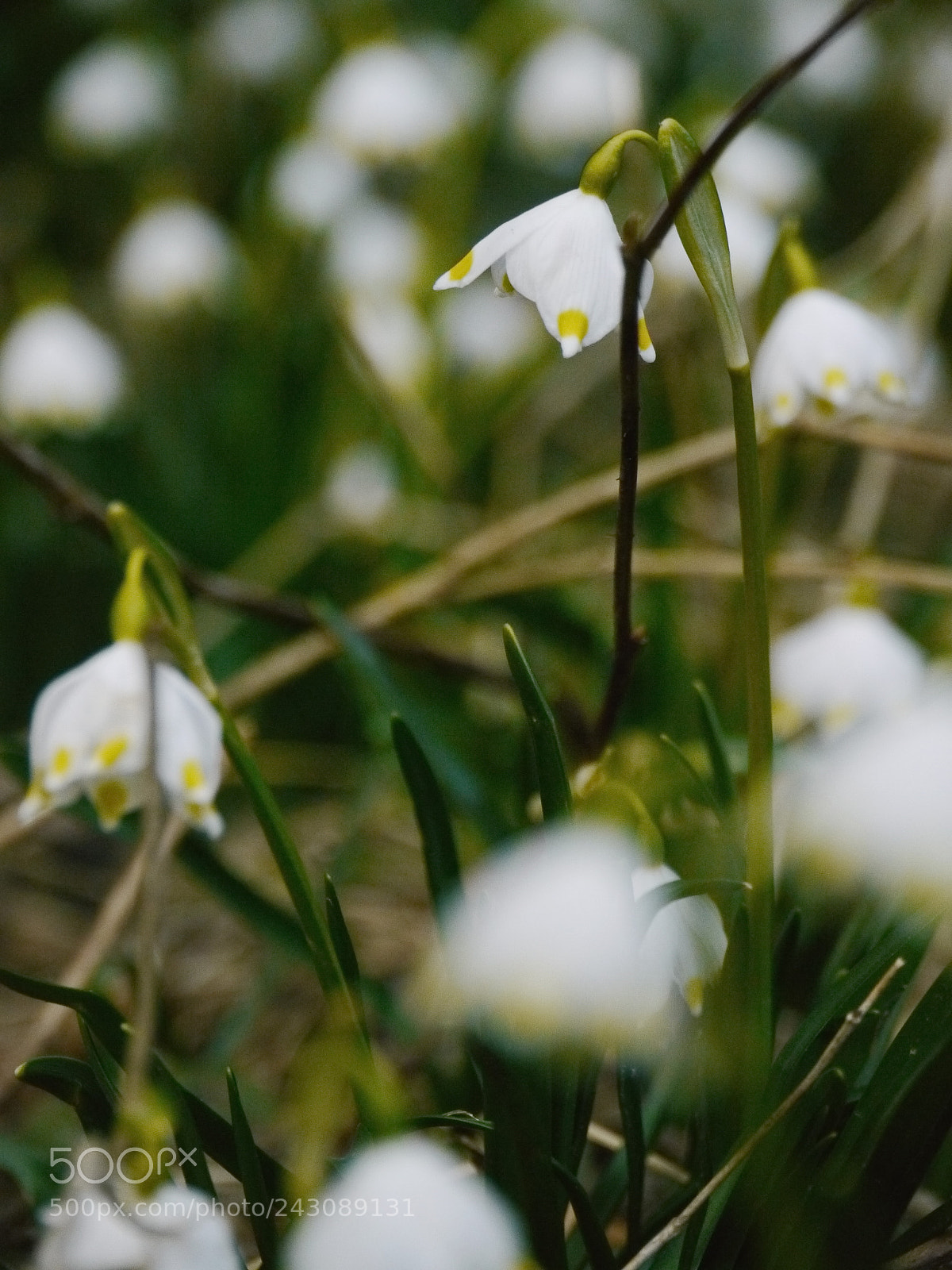 Panasonic Lumix DMC-GH2 sample photo. Lot of snowdrops last photography
