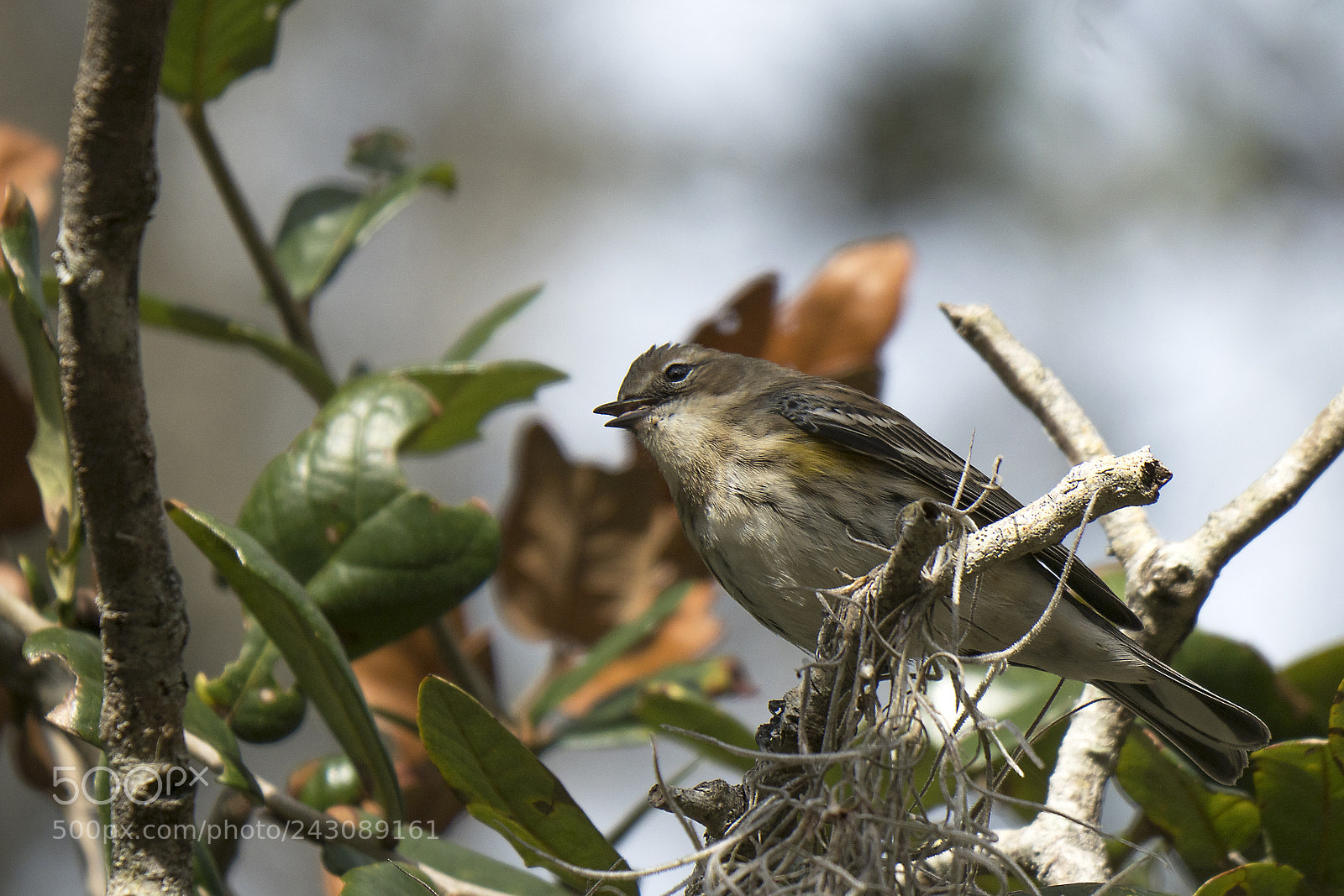Olympus OM-D E-M1 Mark II sample photo. Eastern phoebe photography