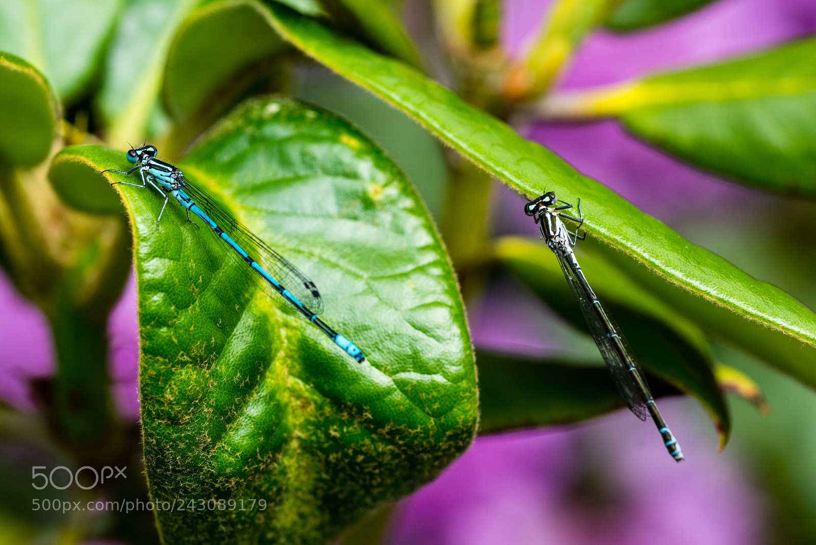 Nikon D800E sample photo. Dragonfly on a leaf photography