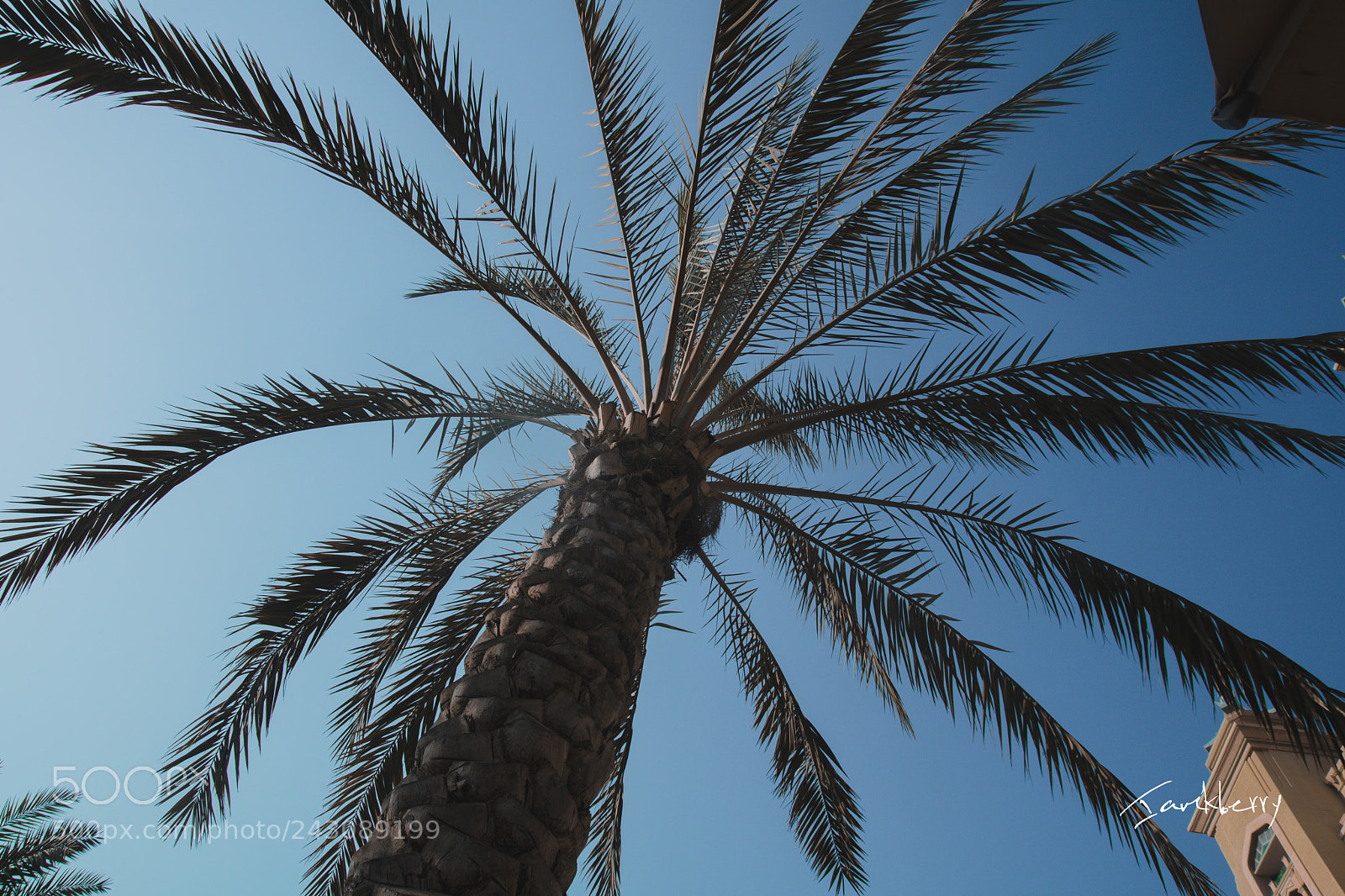 Canon EOS 760D (EOS Rebel T6s / EOS 8000D) sample photo. Palm tree photography