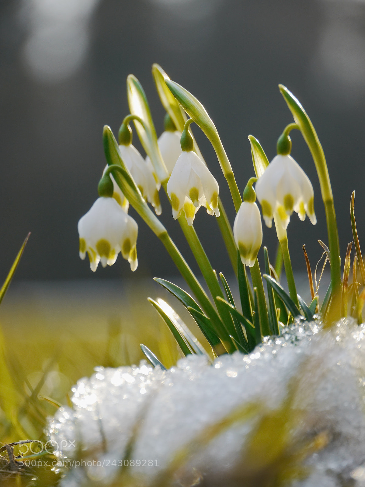 Panasonic Lumix DMC-GH2 sample photo. Spring snowflake snowdrop photography