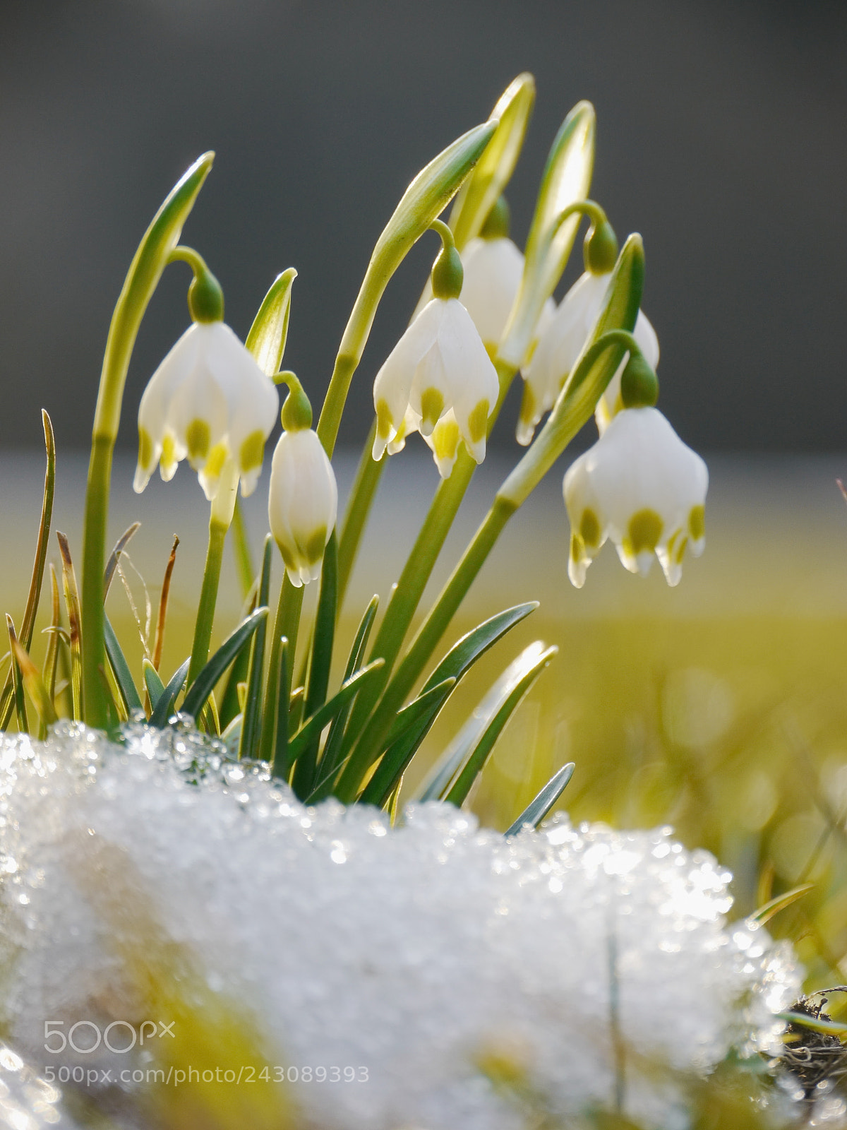 Panasonic Lumix DMC-GH2 sample photo. Spring snowflake snowdrop photography