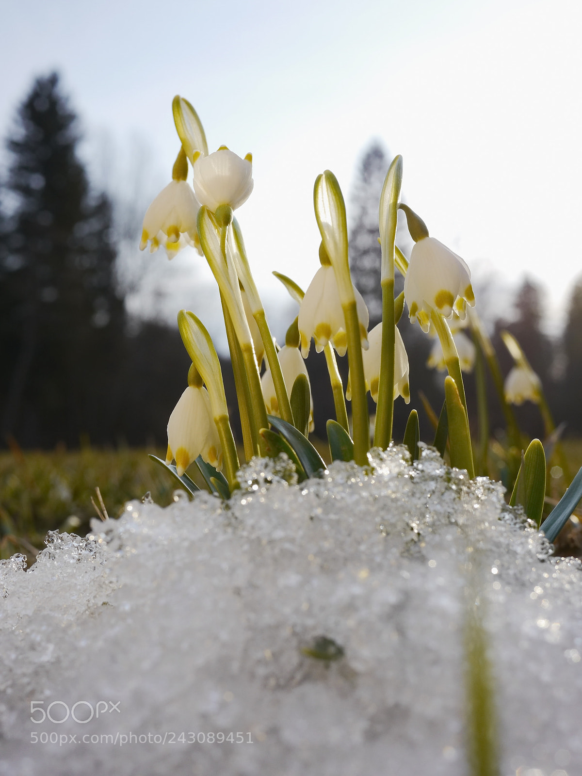 Panasonic Lumix DMC-GH2 sample photo. Spring snowflake snowdrop photography