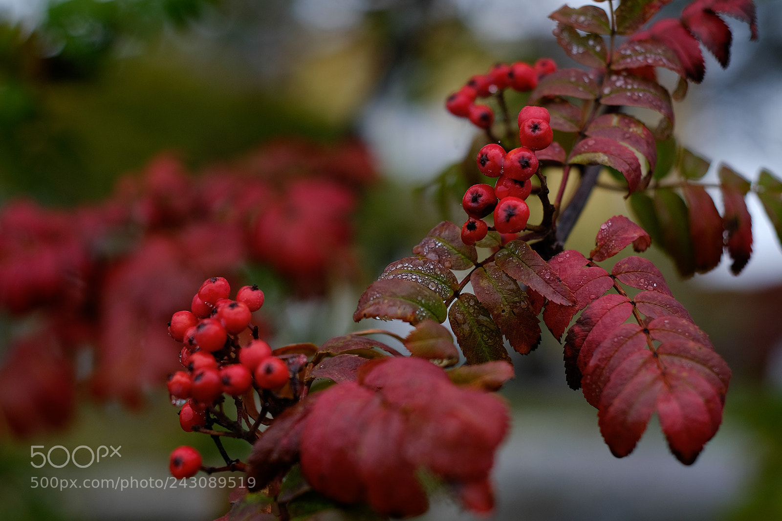 Fujifilm X-T10 sample photo. Berry redness photography