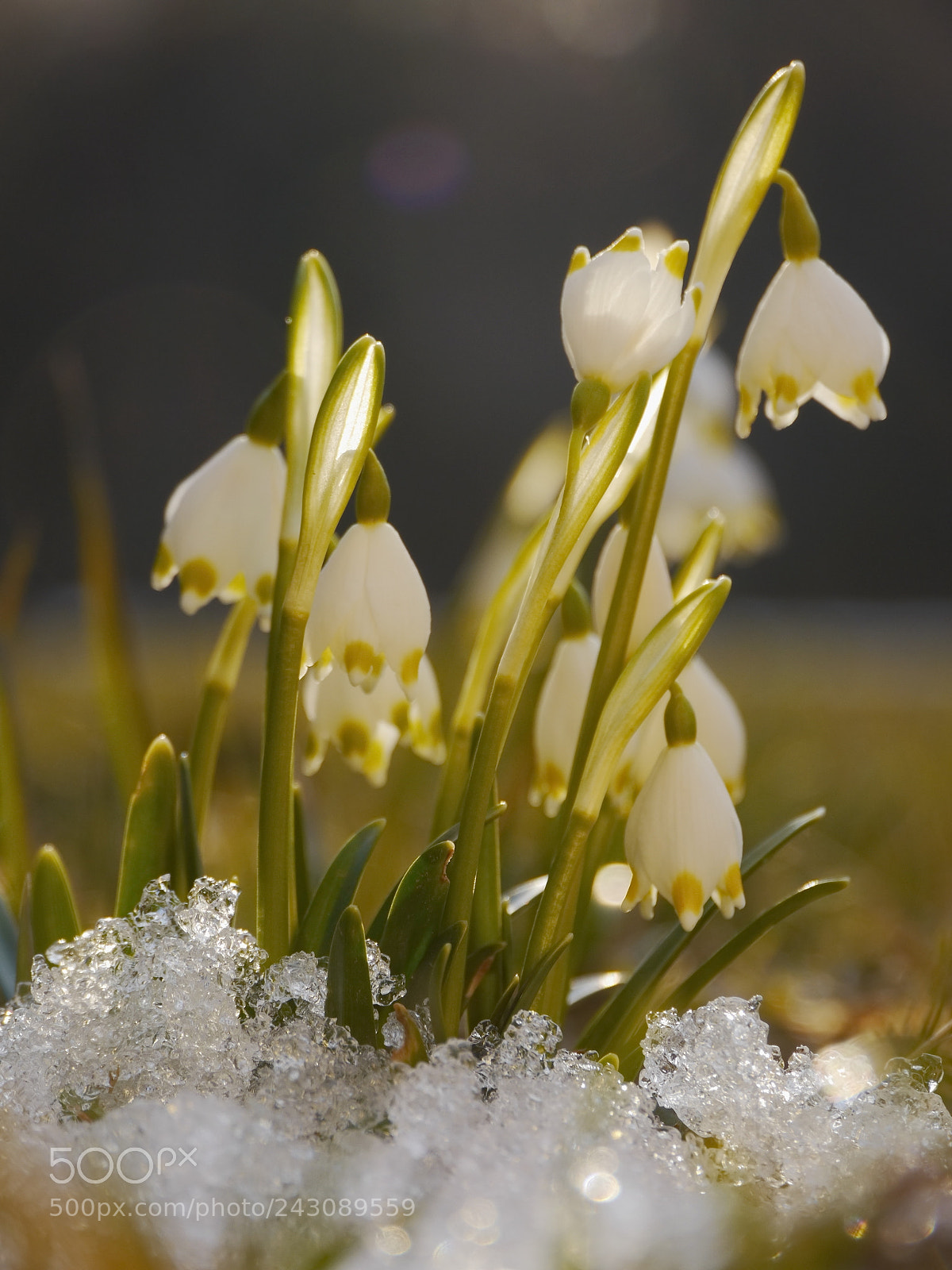 Panasonic Lumix DMC-GH2 sample photo. Spring snowflake snowdrop photography