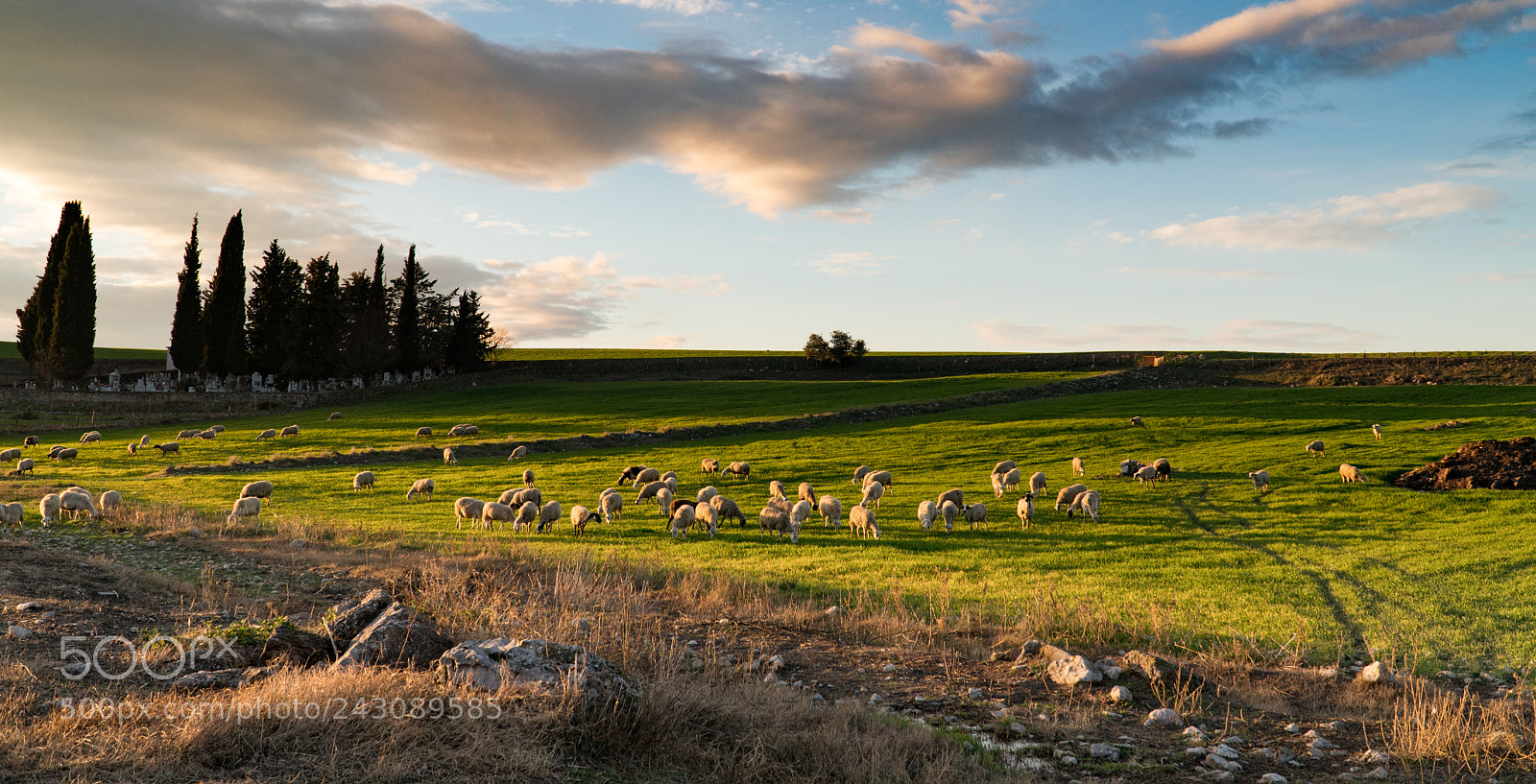 Sony a6300 sample photo. Sheeps in field at photography
