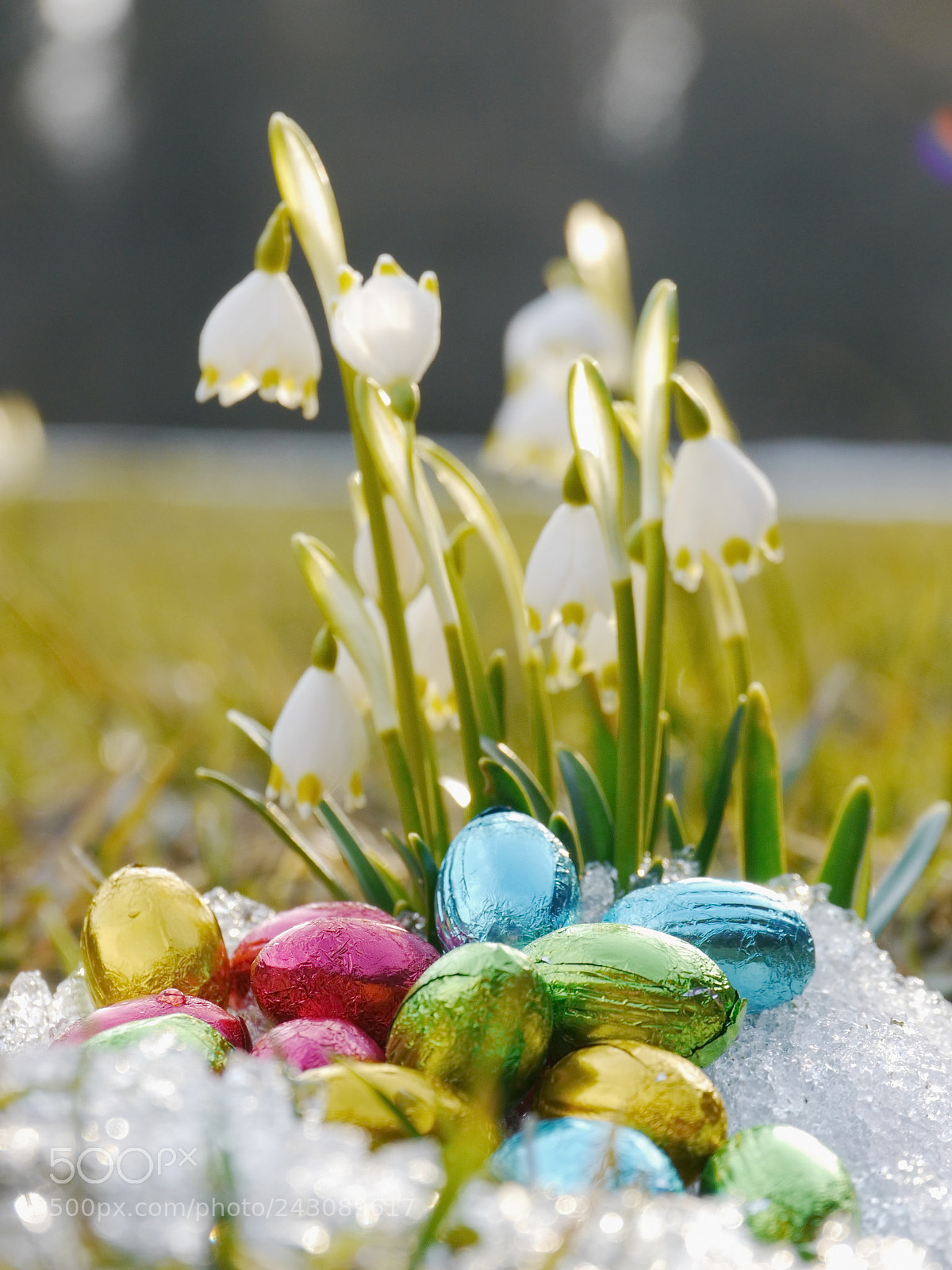 Panasonic Lumix DMC-GH2 sample photo. Some snowdrops chocolate eggs photography