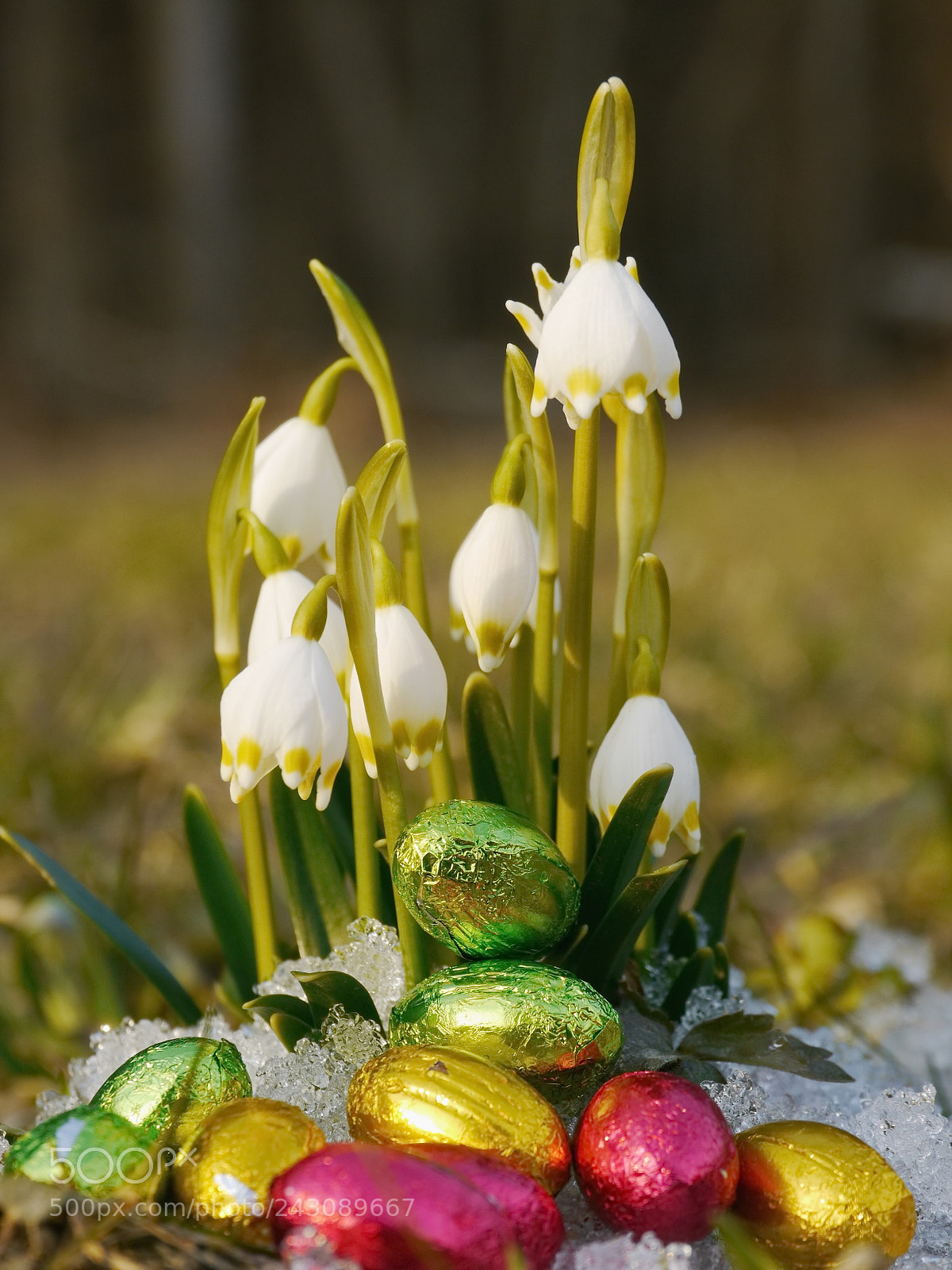 Panasonic Lumix DMC-GH2 sample photo. Some snowdrops chocolate eggs photography