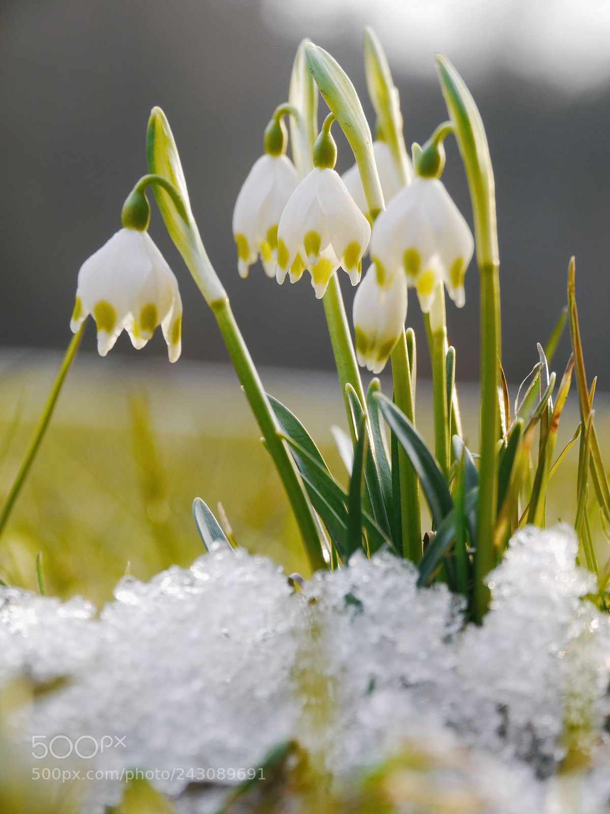 Panasonic Lumix DMC-GH2 sample photo. Lot of snowdrops last photography