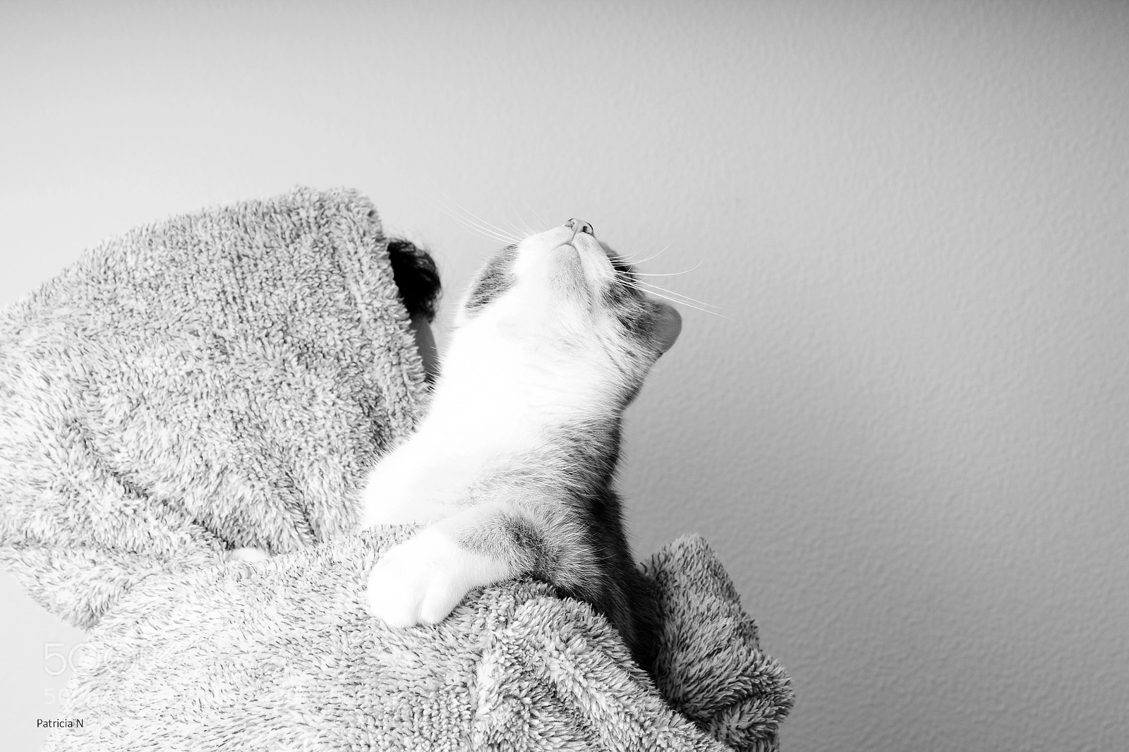 Canon EOS 1100D (EOS Rebel T3 / EOS Kiss X50) sample photo. Meow photography