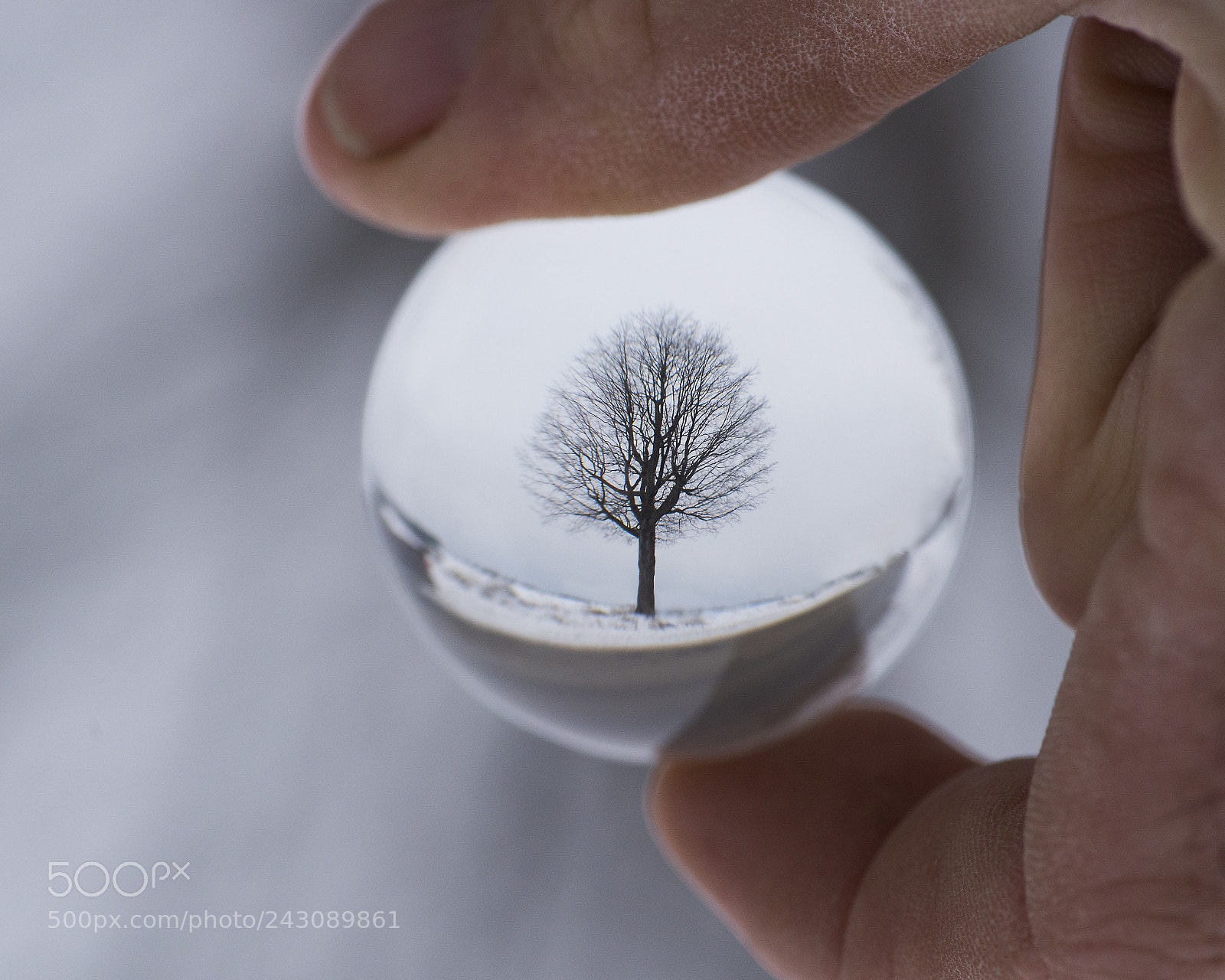 Nikon D810 sample photo. Behold a tree photography