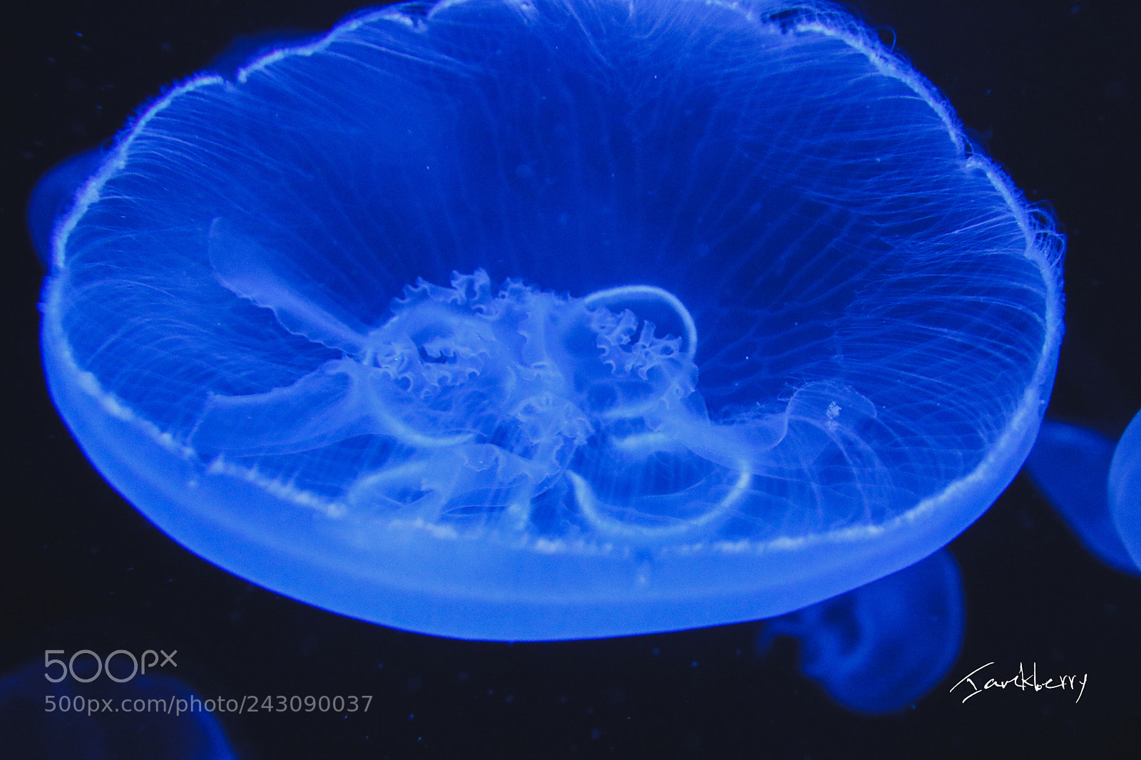 Canon EOS 760D (EOS Rebel T6s / EOS 8000D) sample photo. Jelly fish inside photography