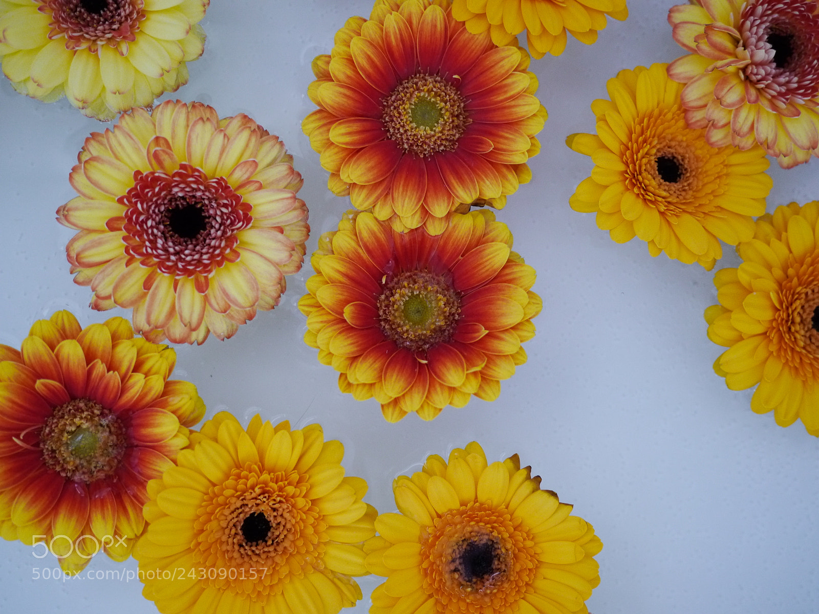 Panasonic Lumix DMC-GH2 sample photo. Lot of flowers swimming photography