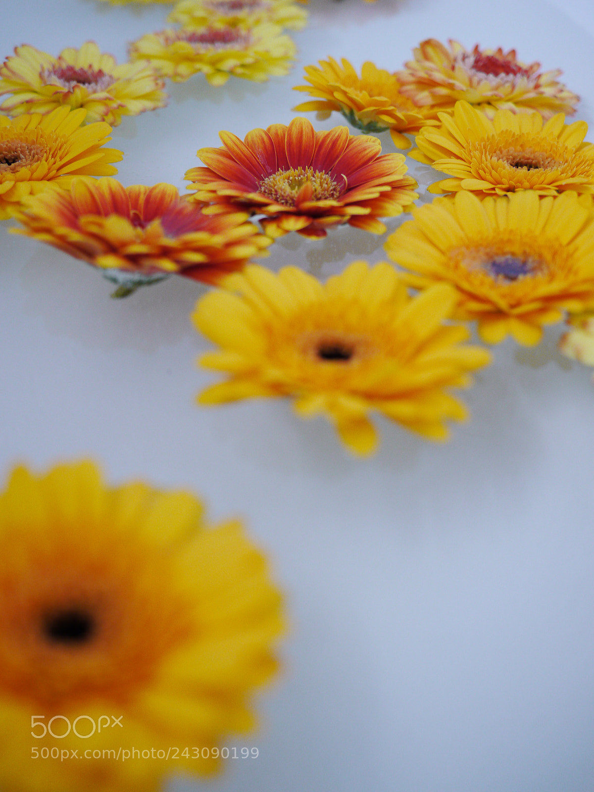 Panasonic Lumix DMC-GH2 sample photo. Lot of flowers swimming photography