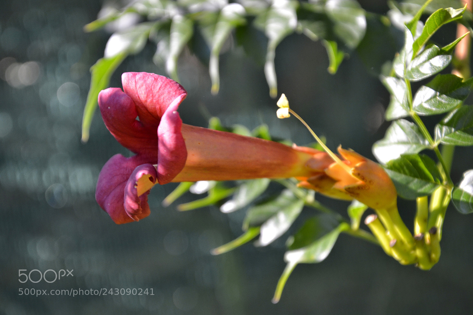 Nikon D3100 sample photo. Untitled photography