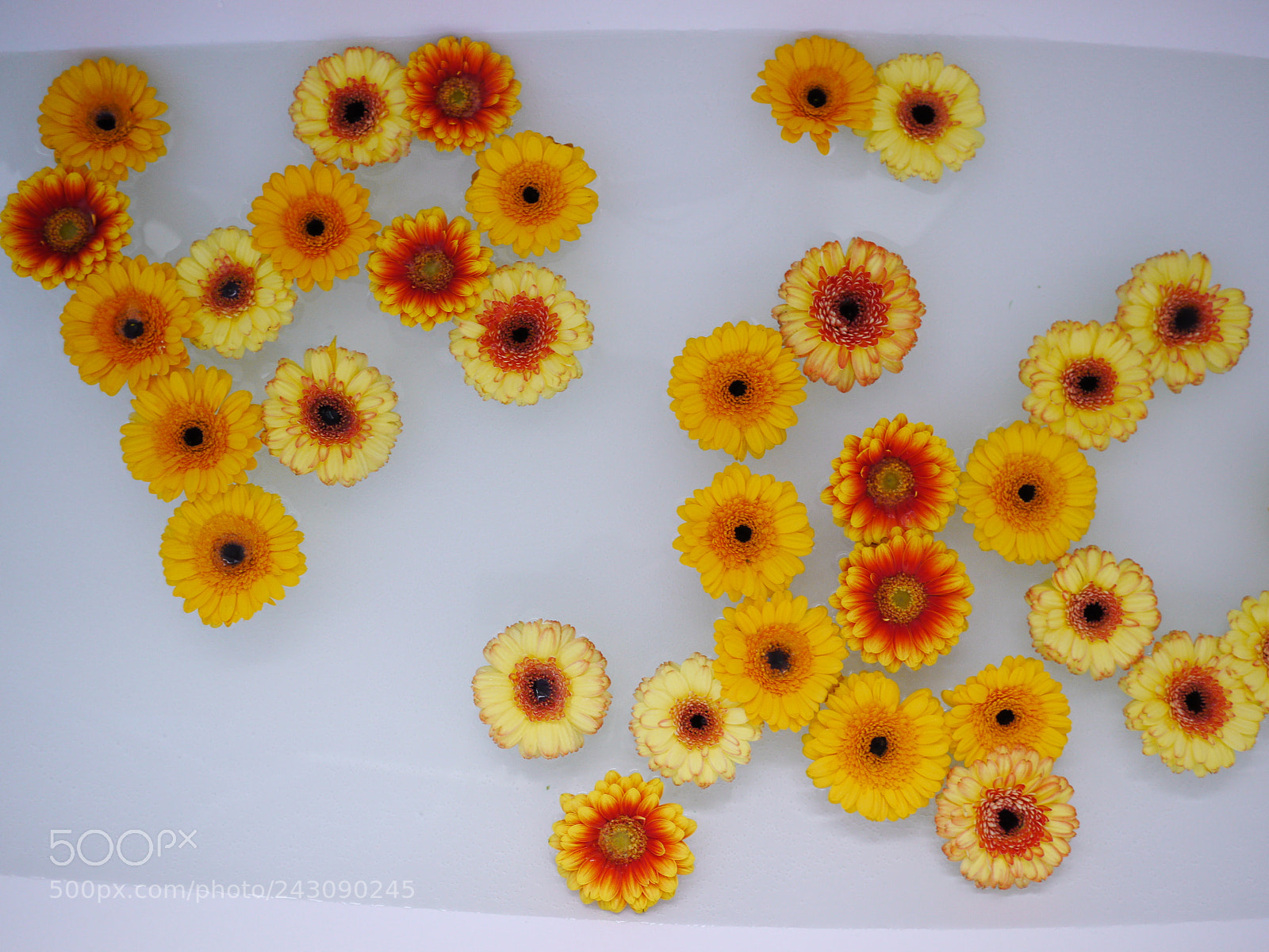 Panasonic Lumix DMC-GH2 sample photo. Lot of flowers swimming photography