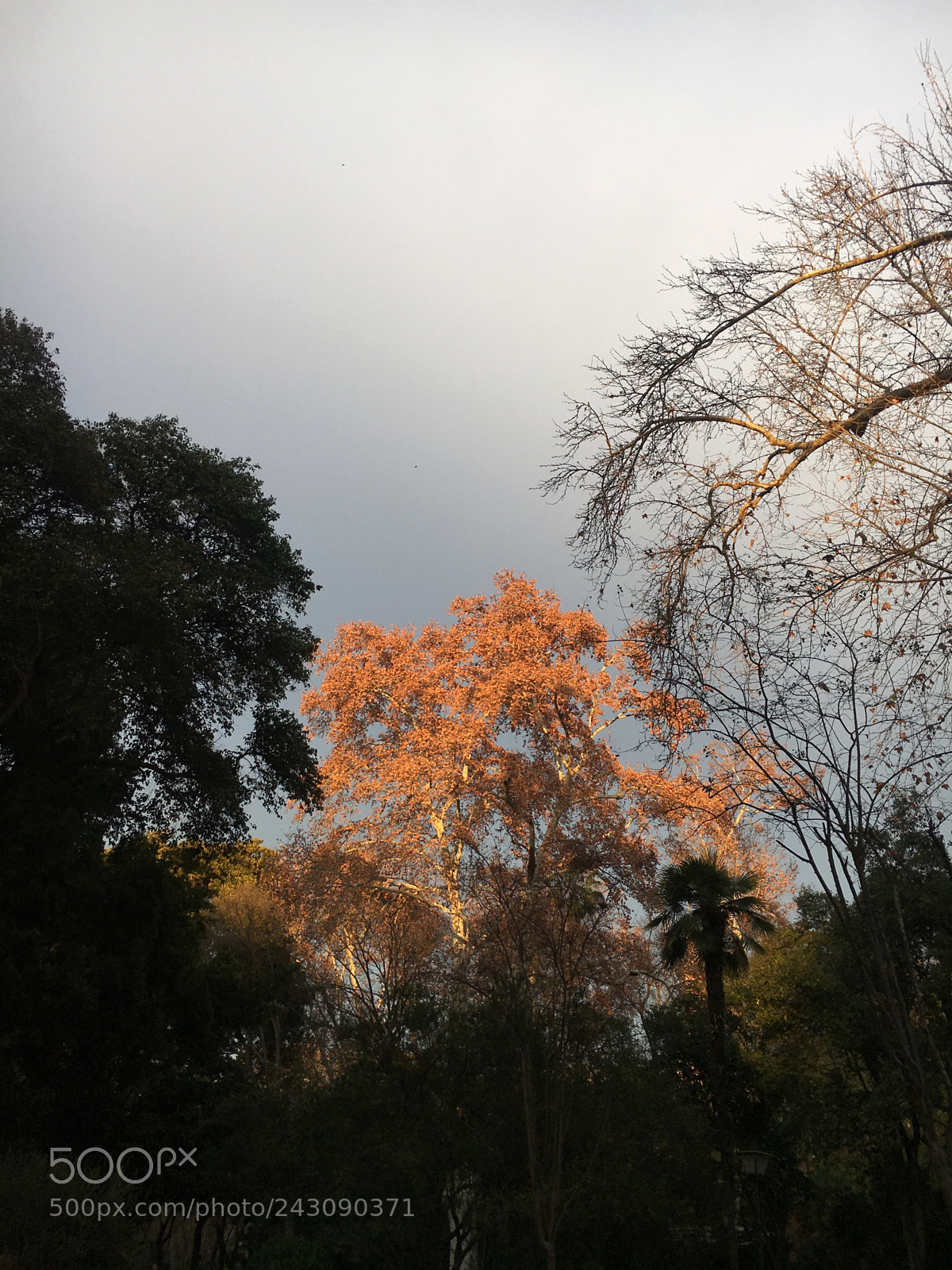 Apple iPhone 6s sample photo. In the park. photography