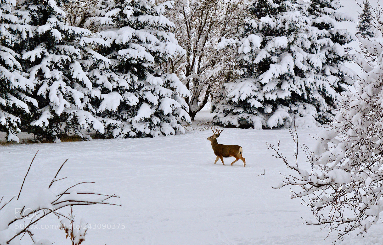 Nikon D3200 sample photo. Prancing through the forest photography