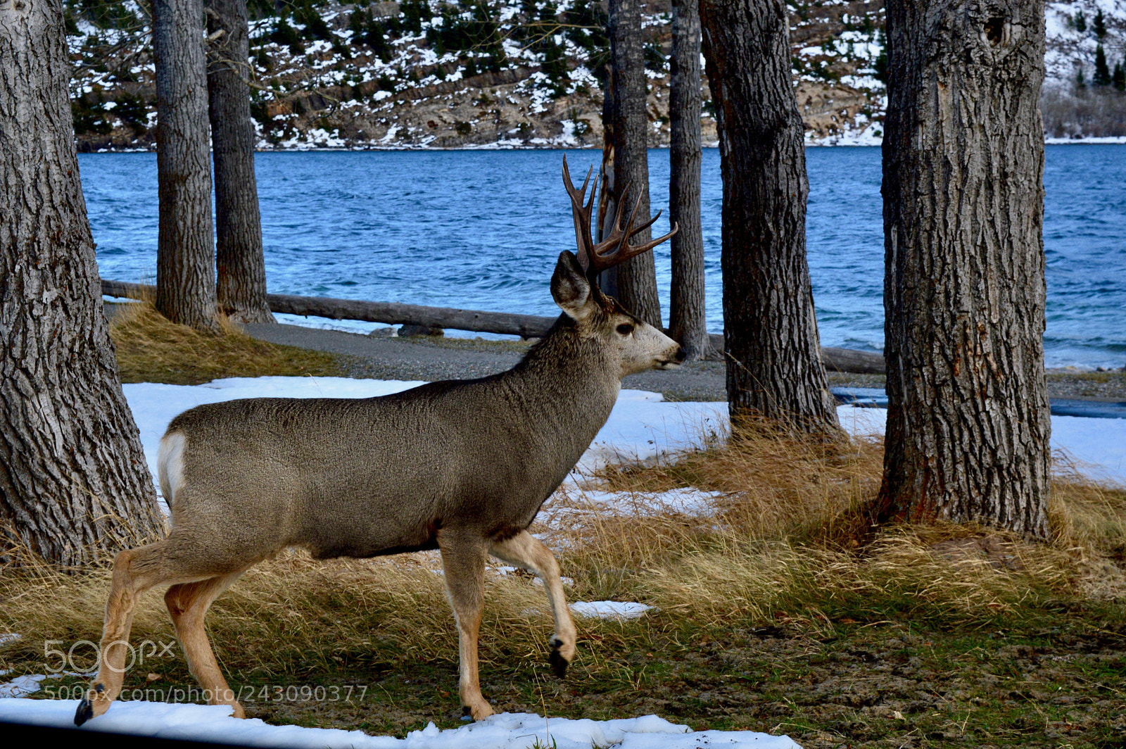 Nikon D3200 sample photo. Prince of waterton photography